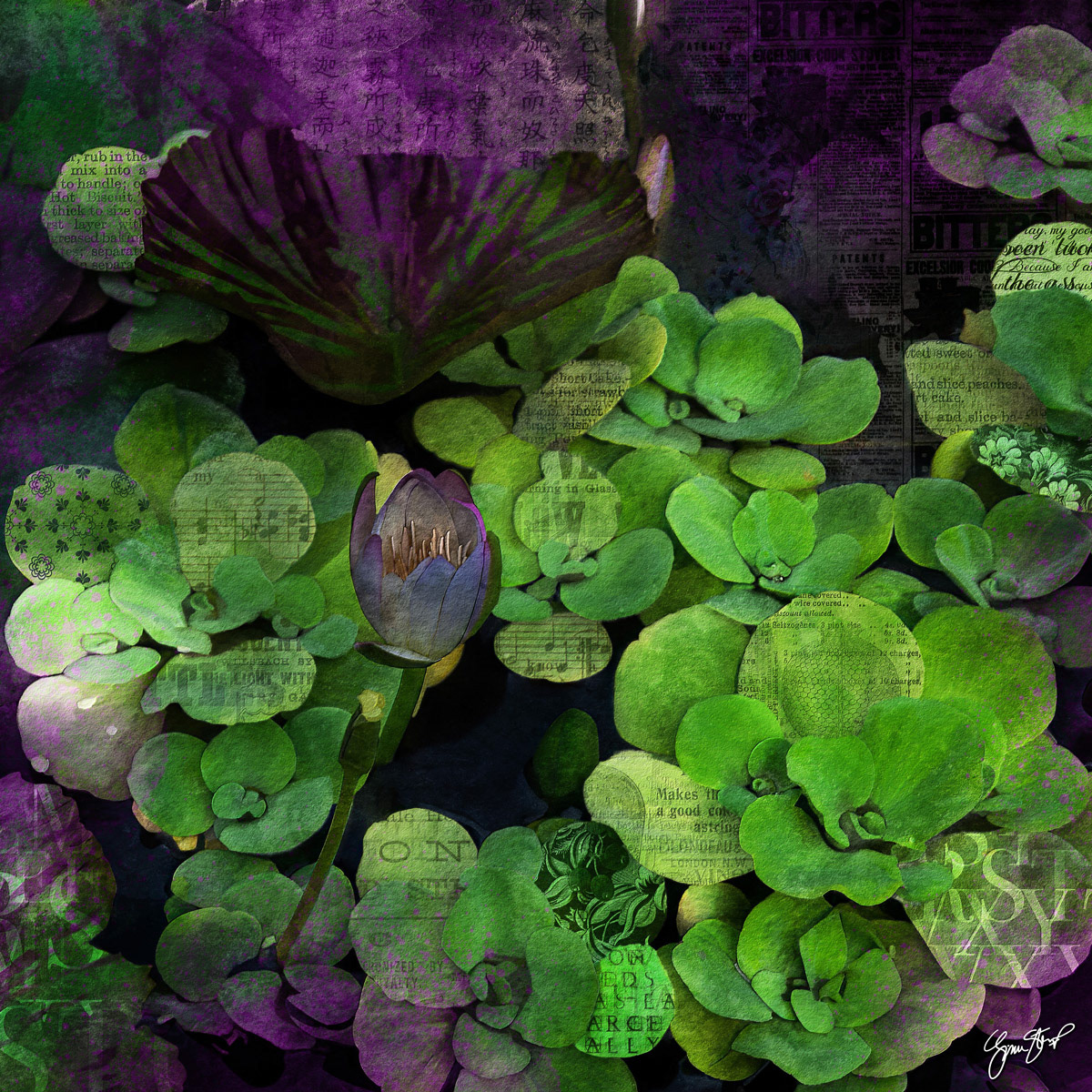 Waterlily Collage