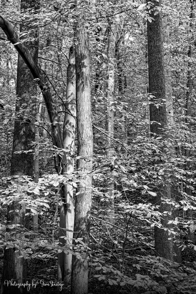 Forest by Gina Startup 