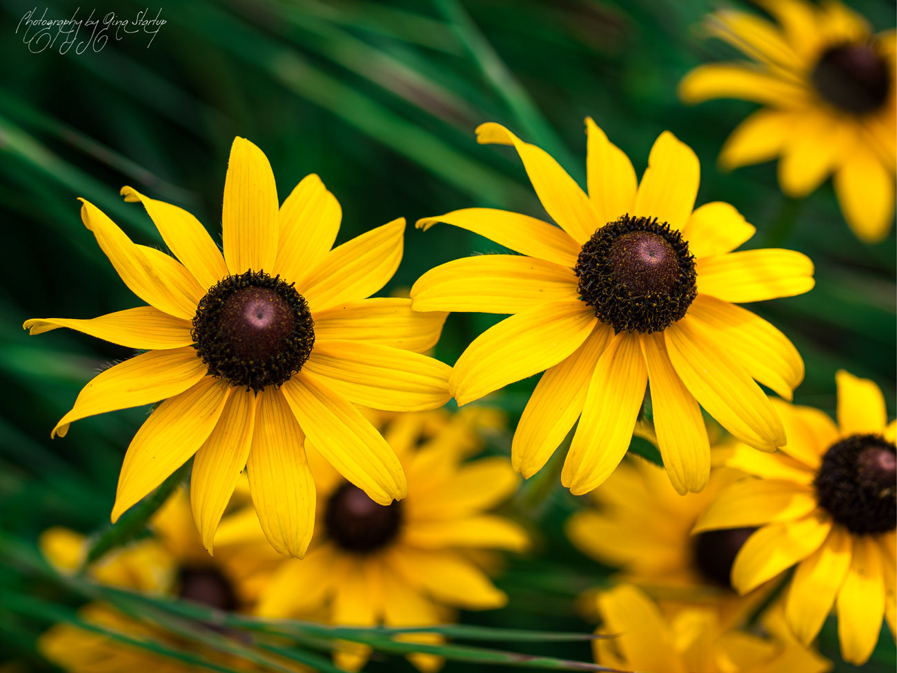 Black-eyed Susans