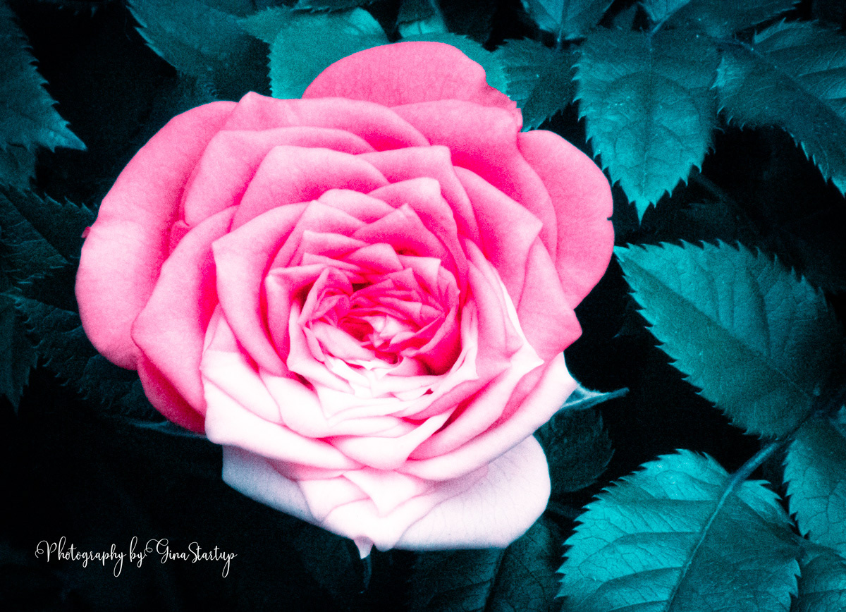 Two Toned Rose by Gina Startup