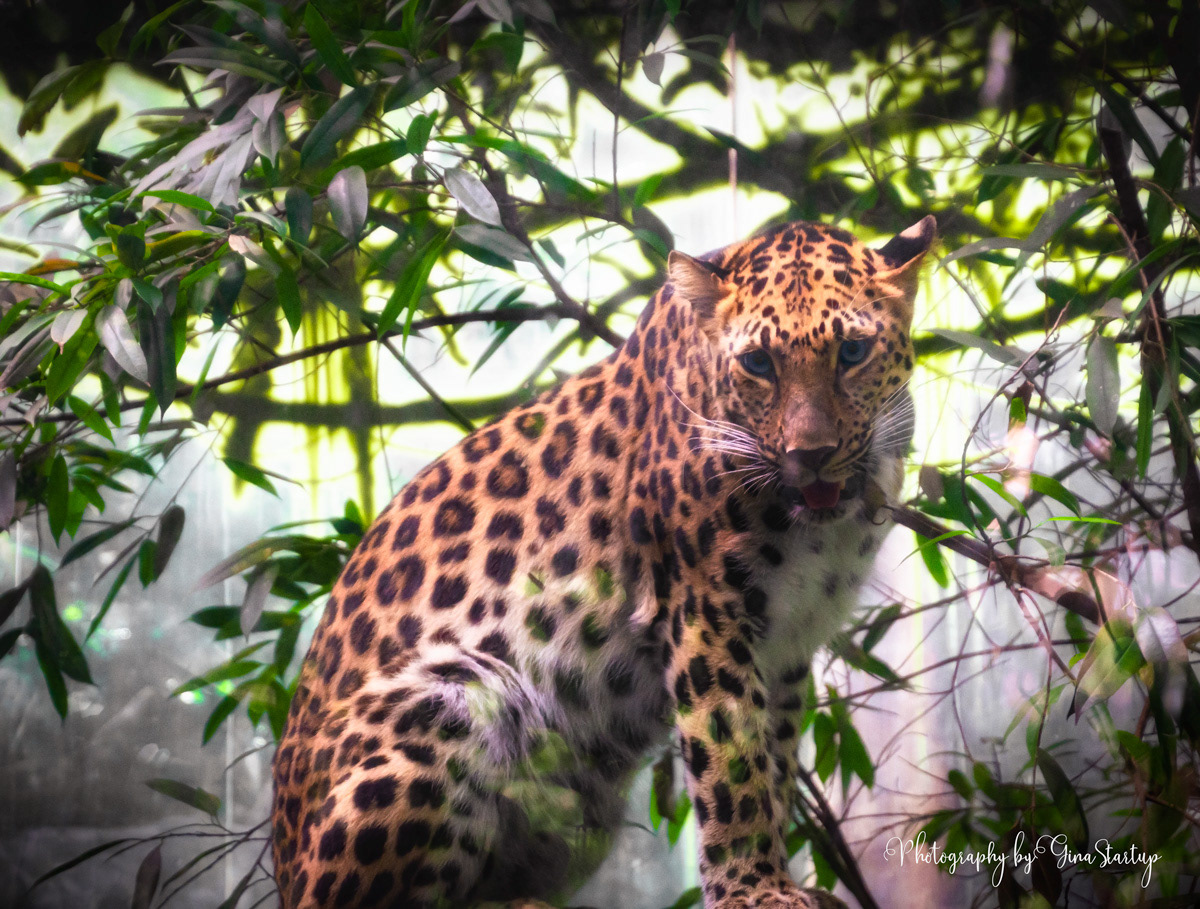 Cheetah at Bronx Zoo