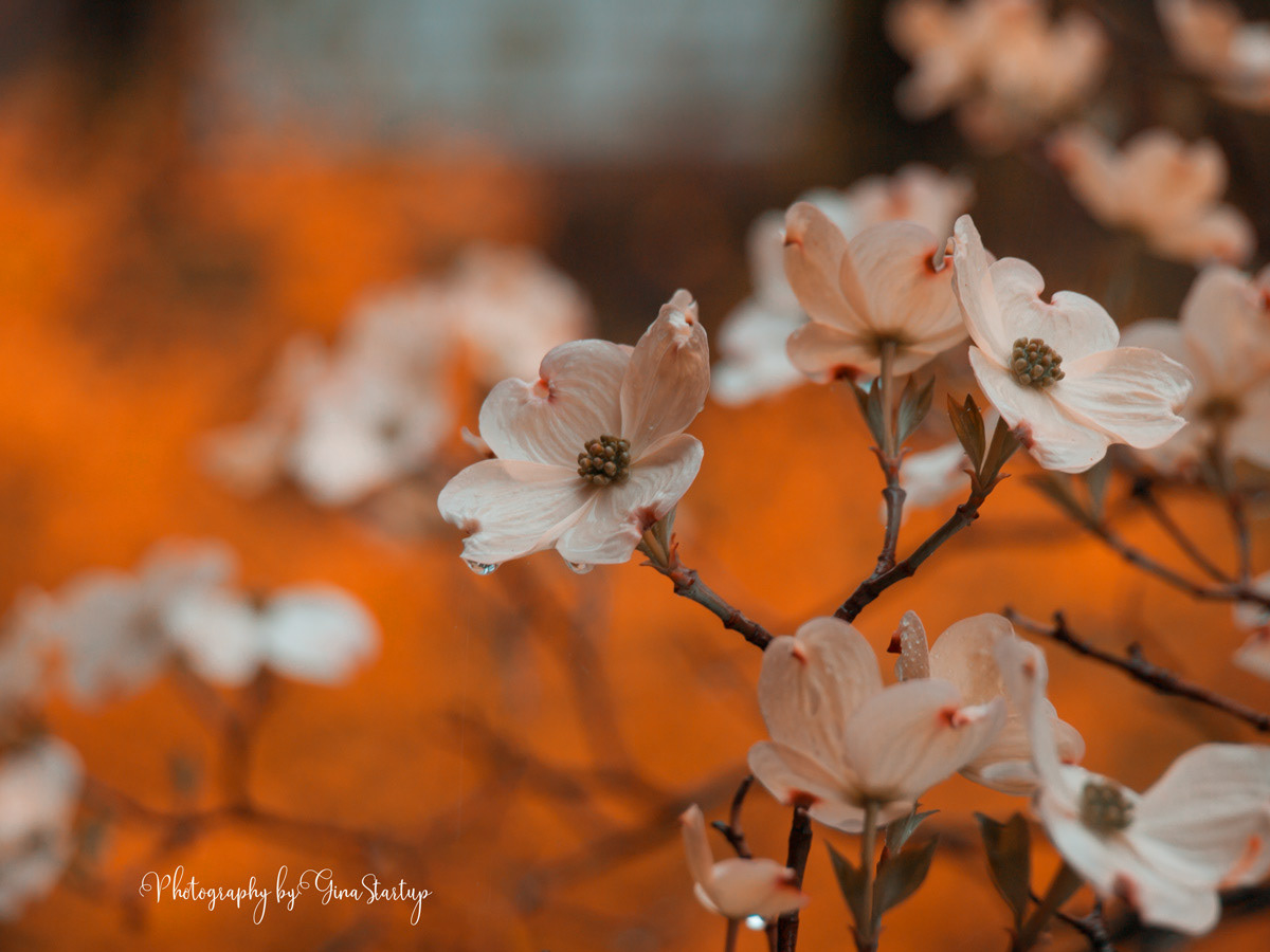 Dogwood Tree 2008 by Gina Startup