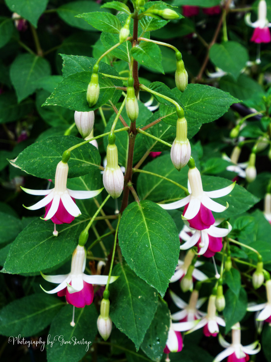 White & Pink Fuchsia
