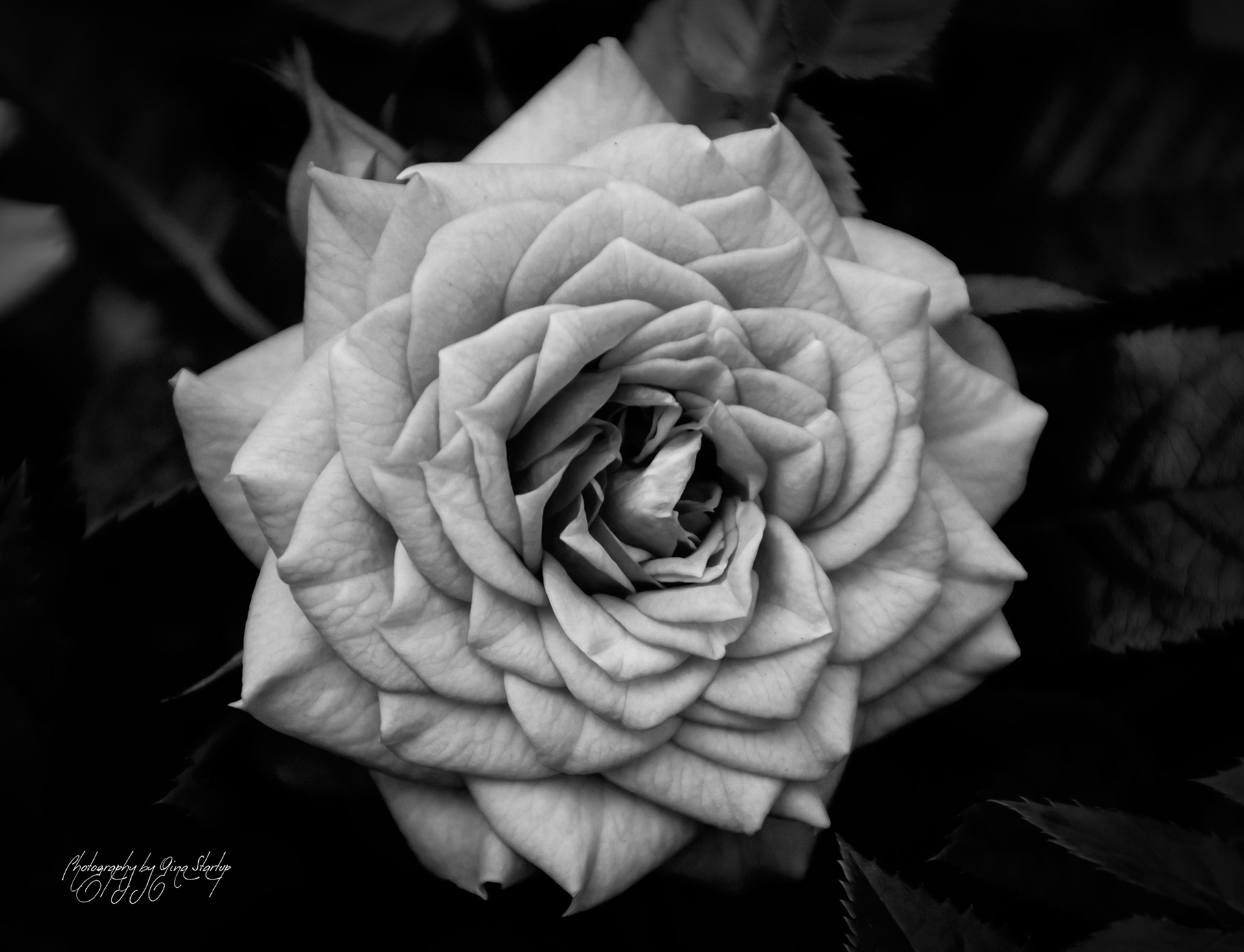 Photography by Gina Startup