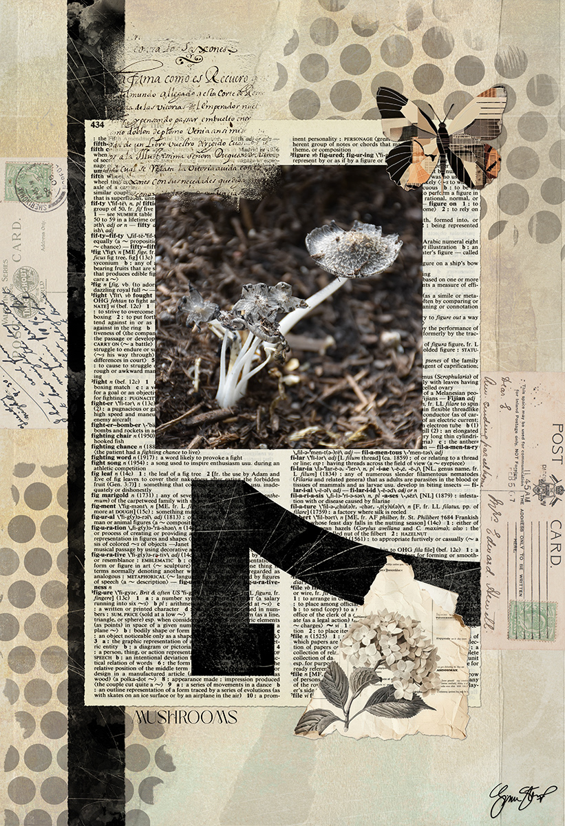 White Mushrooms by Gina Startup 