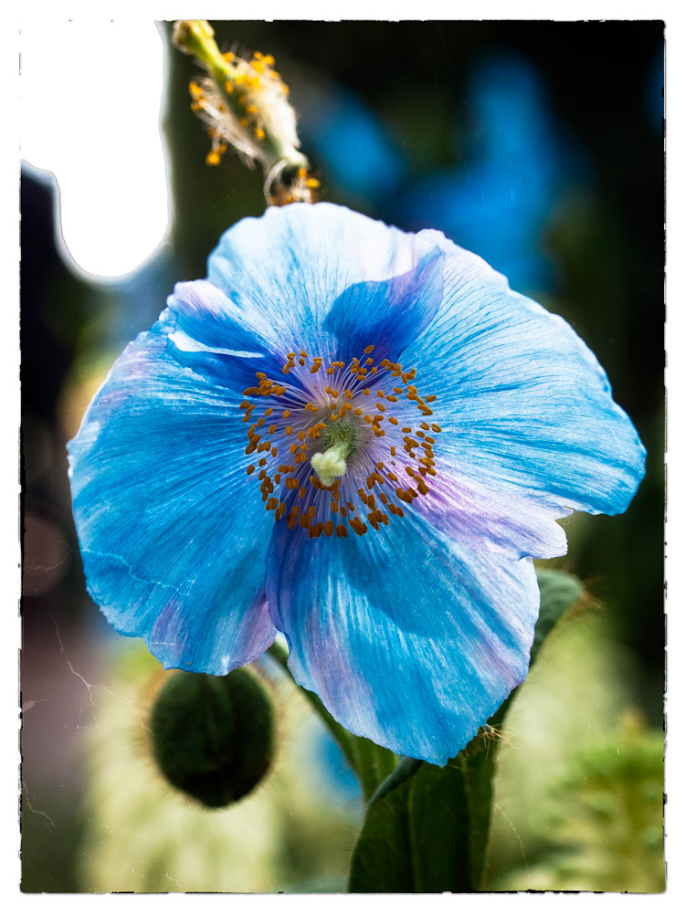 Blue Poppy Photo