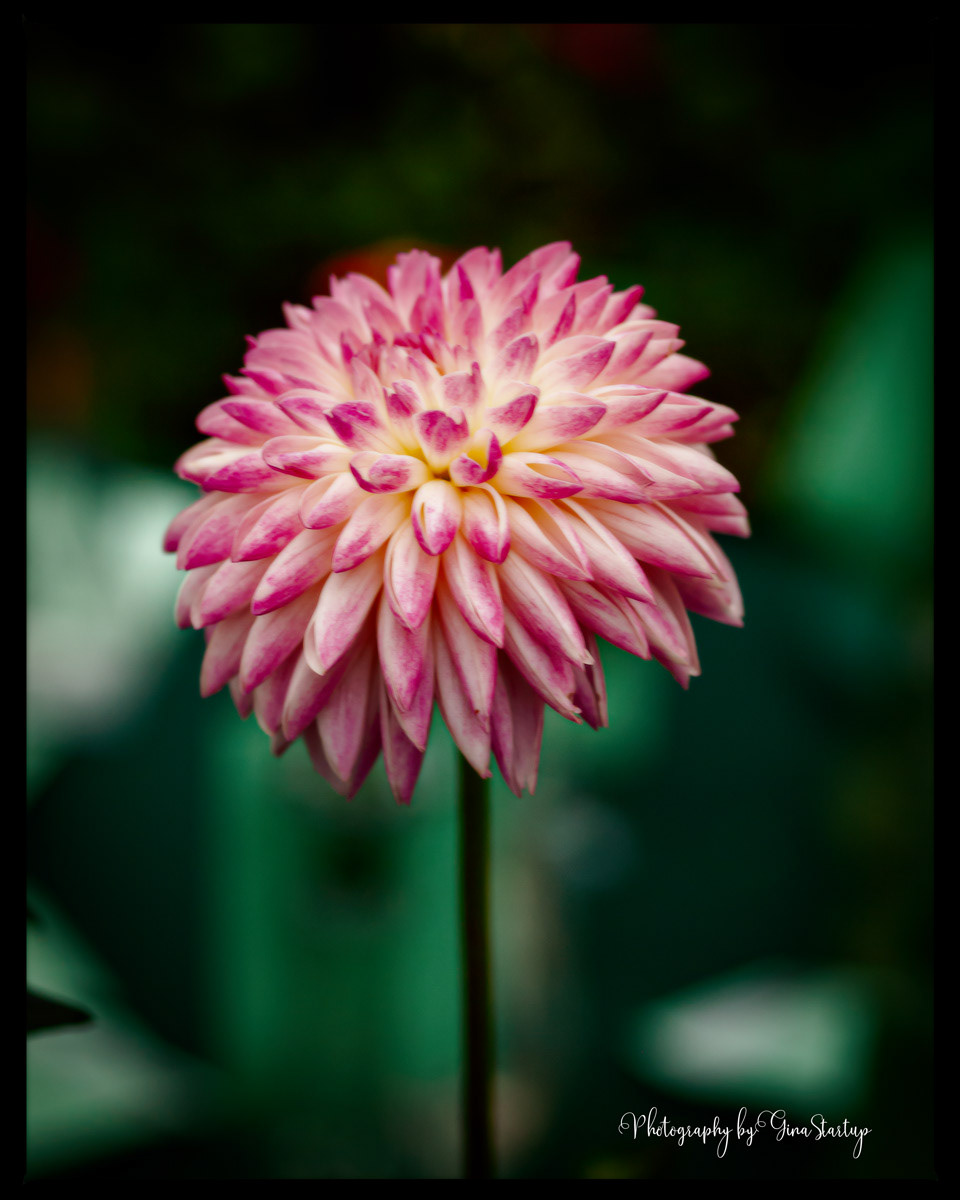 November Flower by Gina Startup