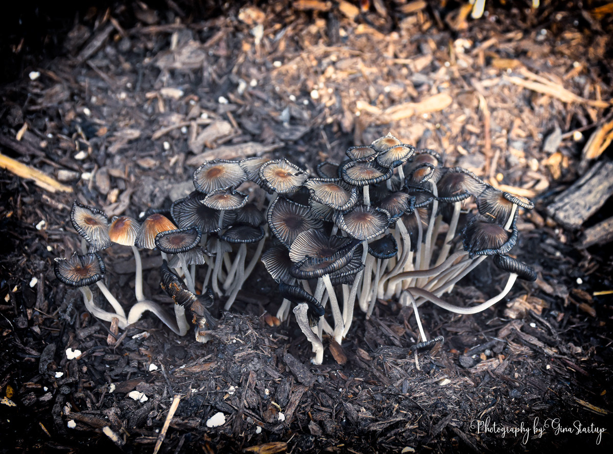 Mushroom Patch by Gina Startup 