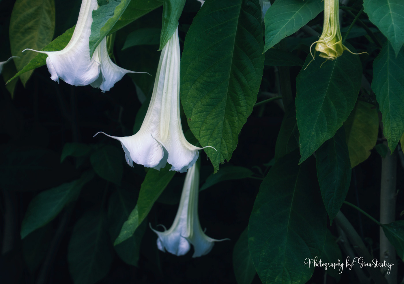 Angel's Trumpet by Gina Startup 