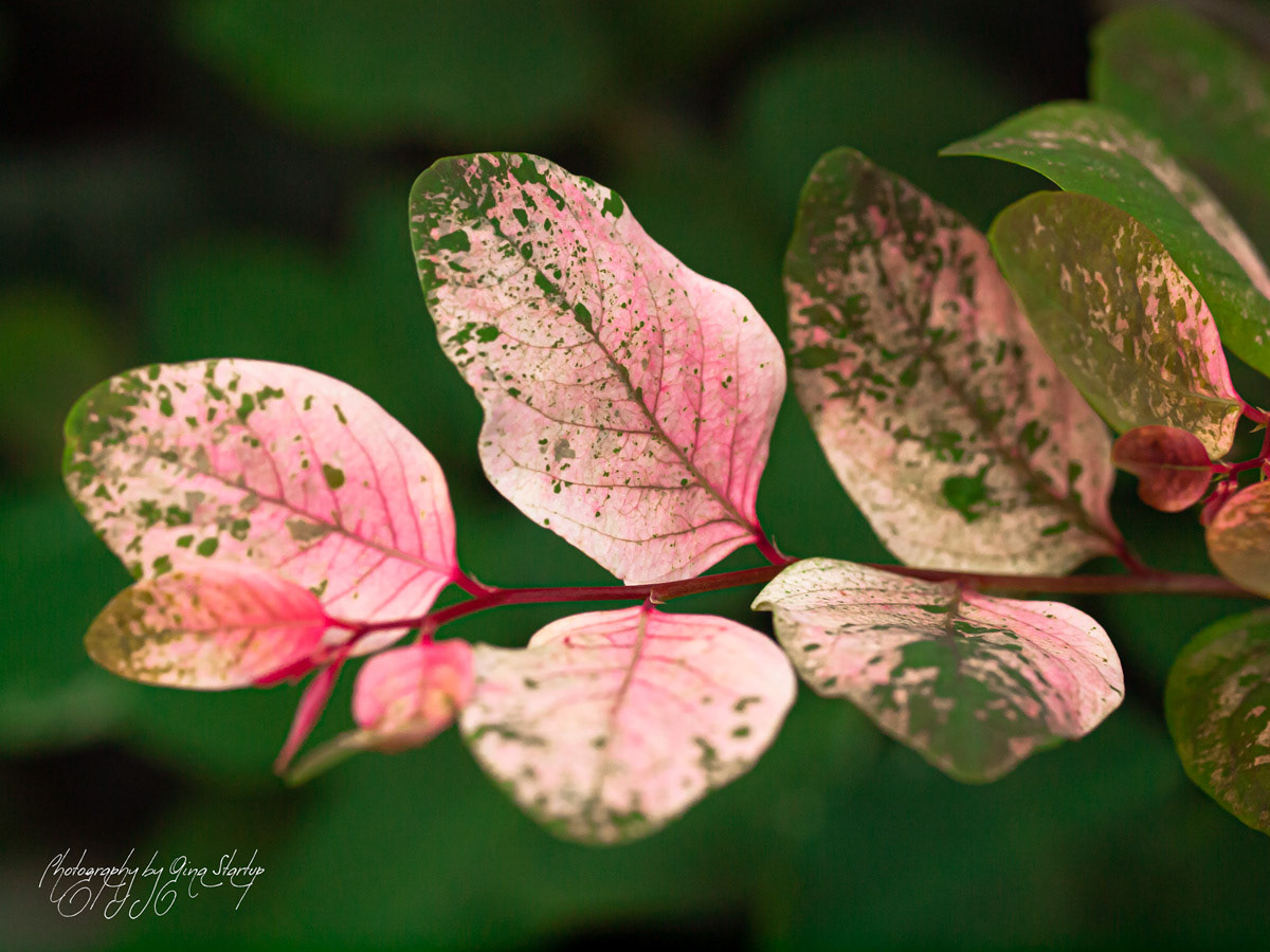 Photography by Gina Startup