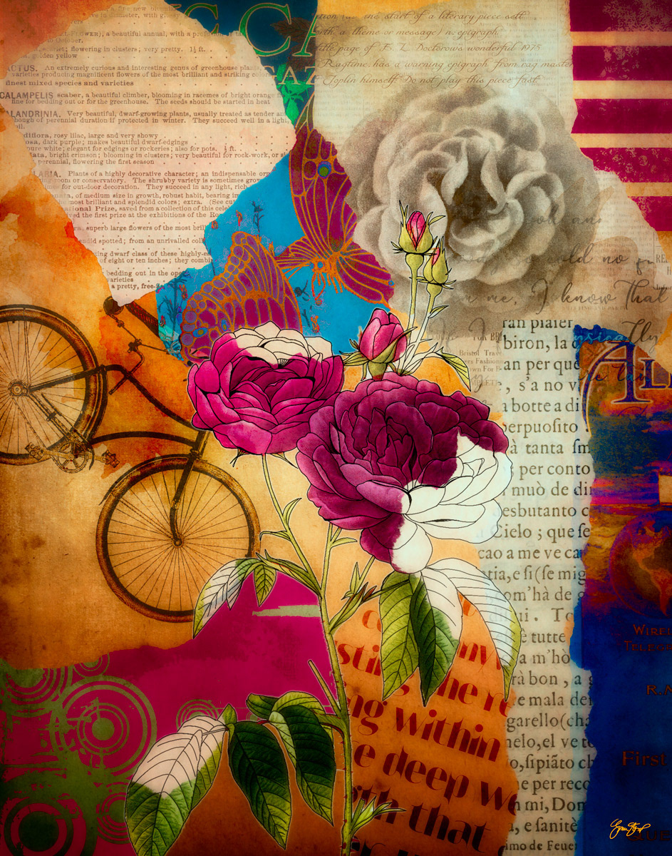 Magenta Roses by Gina Startup 