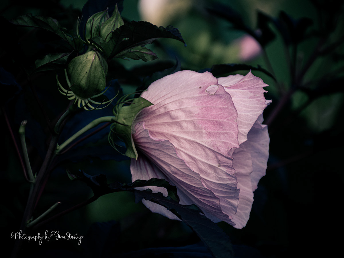 Faded Rose of Sharon by Gina Startup 
