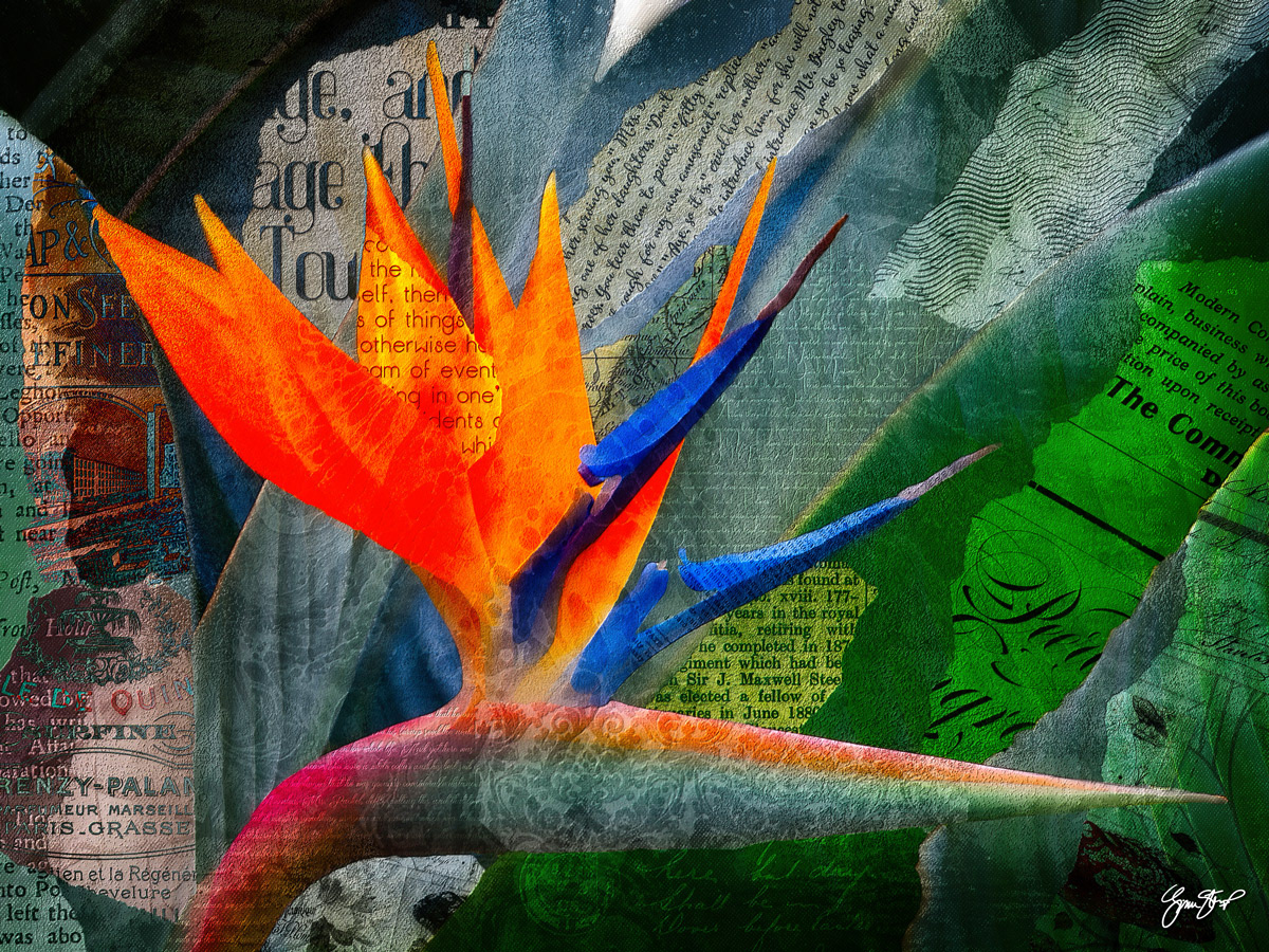Bird of Paradise by Gina Startup