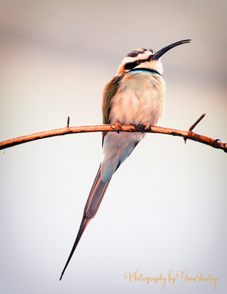 Bee-Eater Bird by Gina Startup
