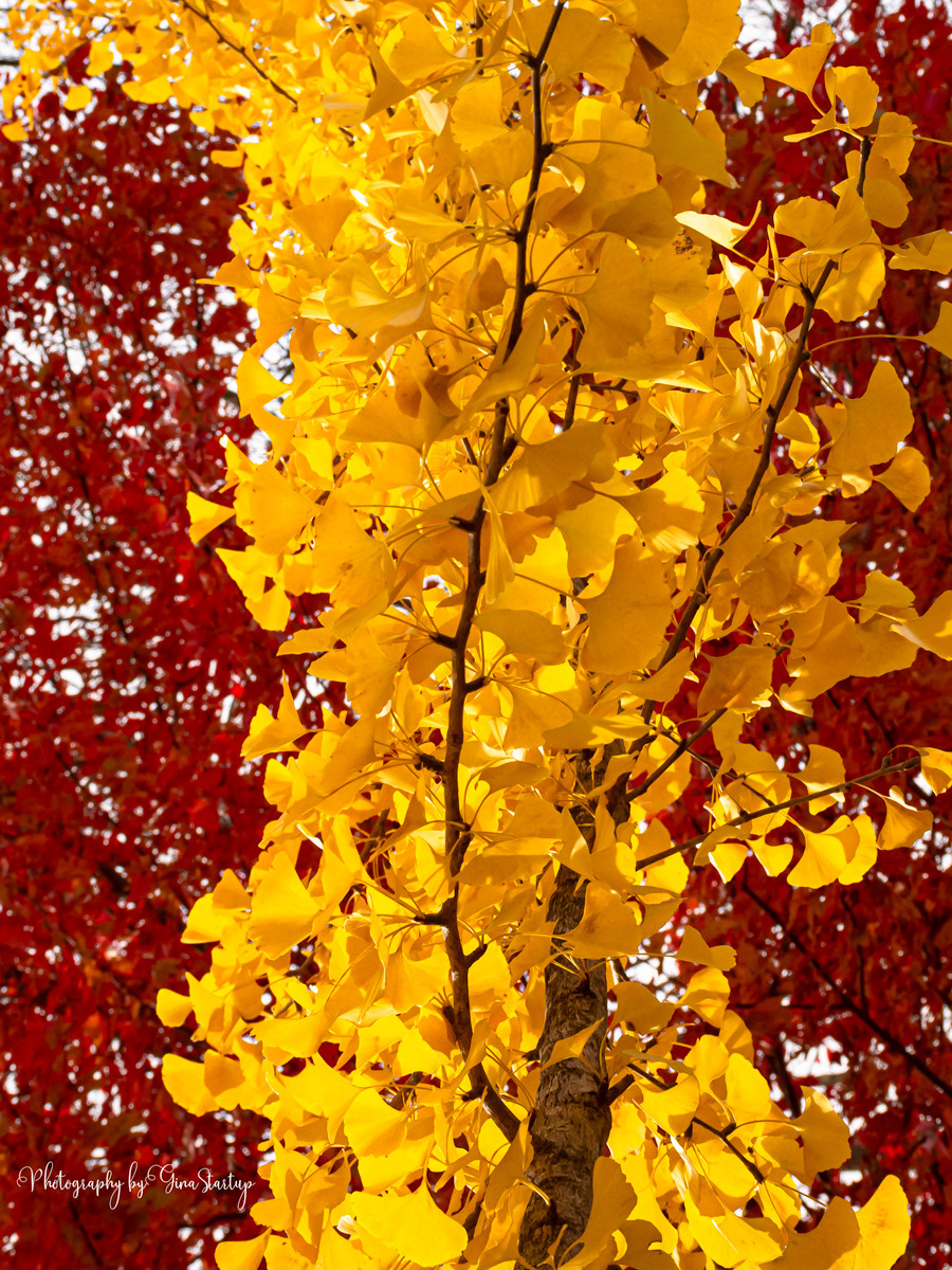 Yellow Ginkgo by Gina Startup