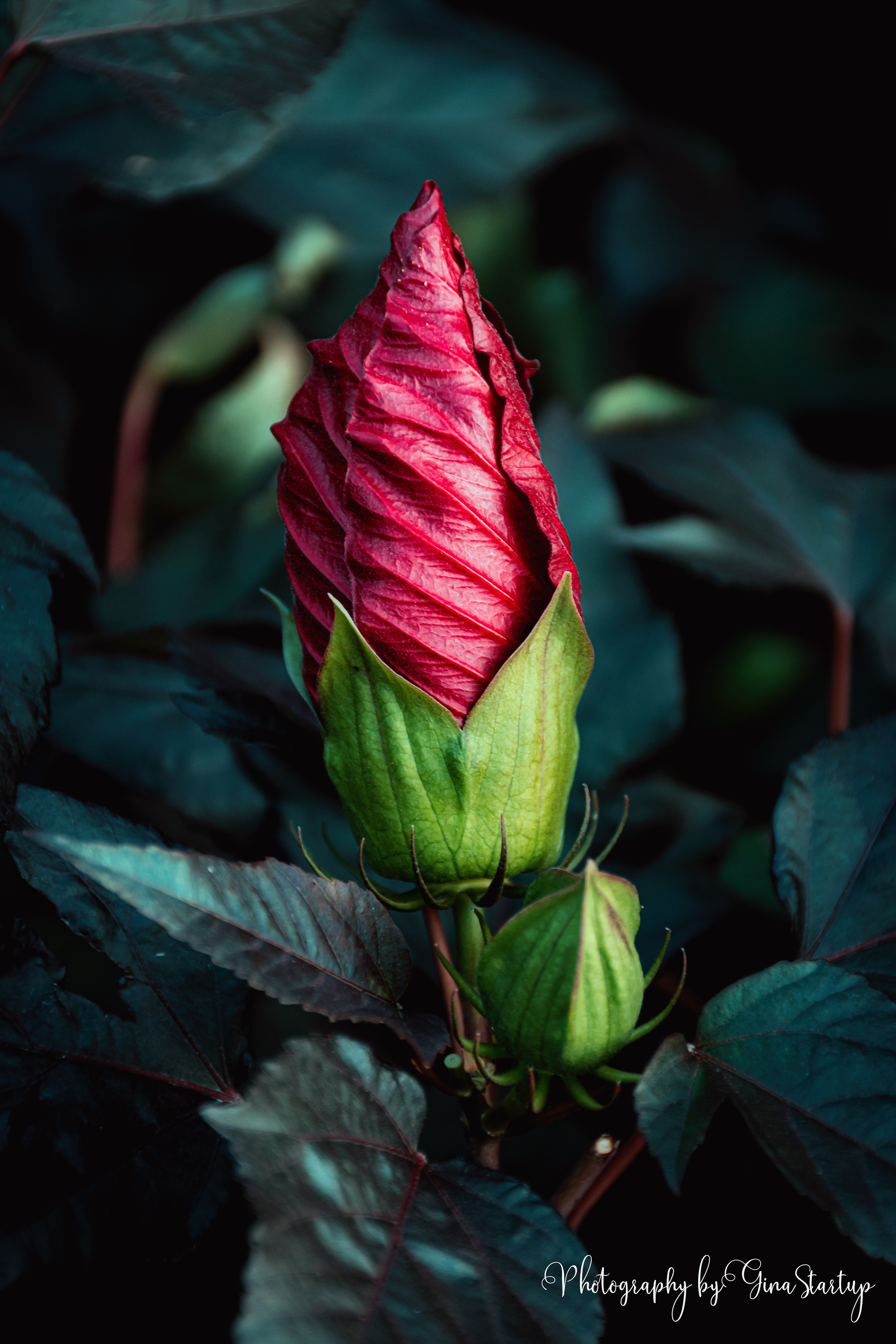 New Flower Bud by Gina Startup 