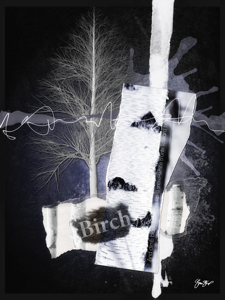 The Birch Tree by Gina Startup