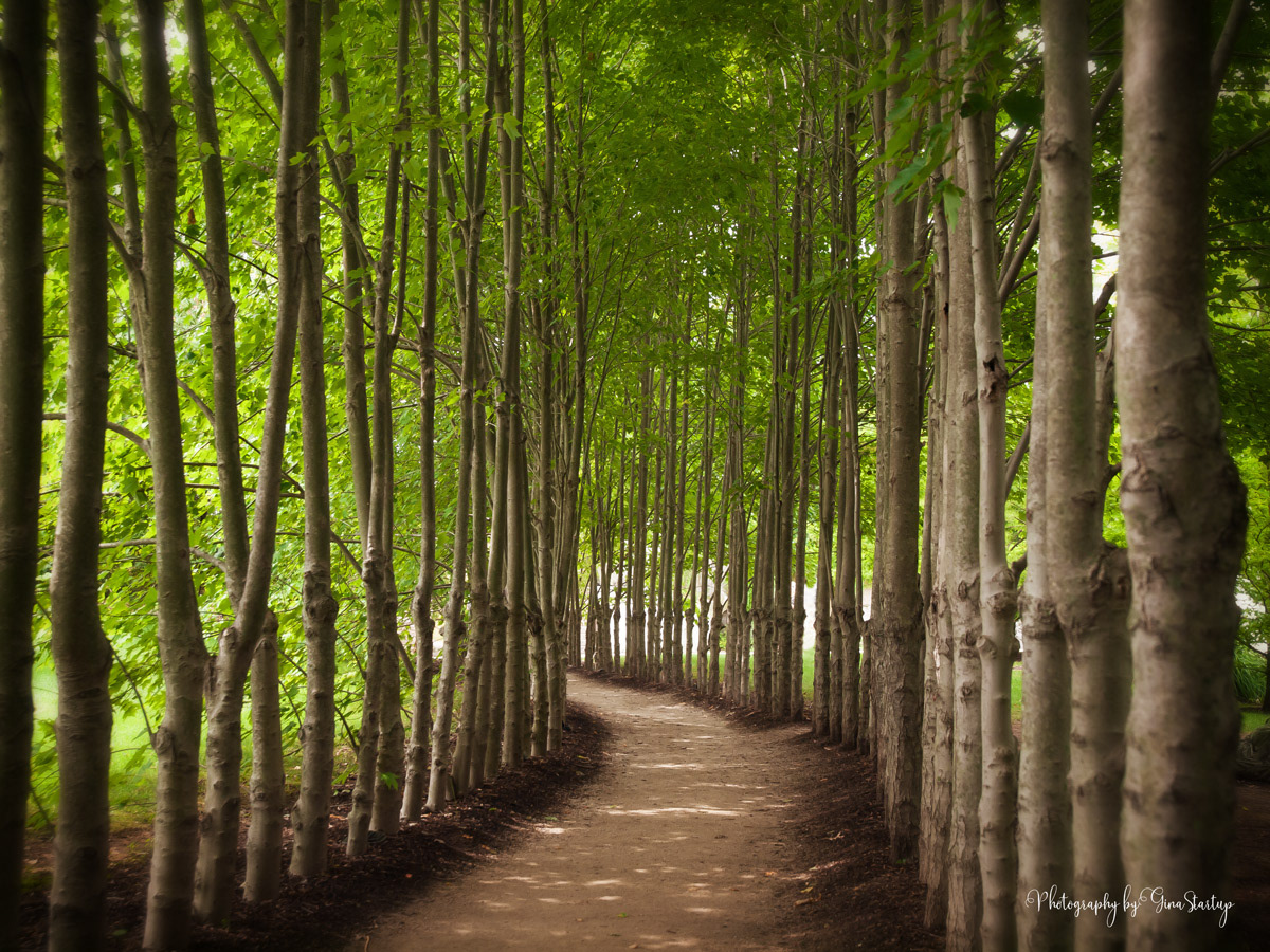 Tunnel Vision by Gina Startup 
