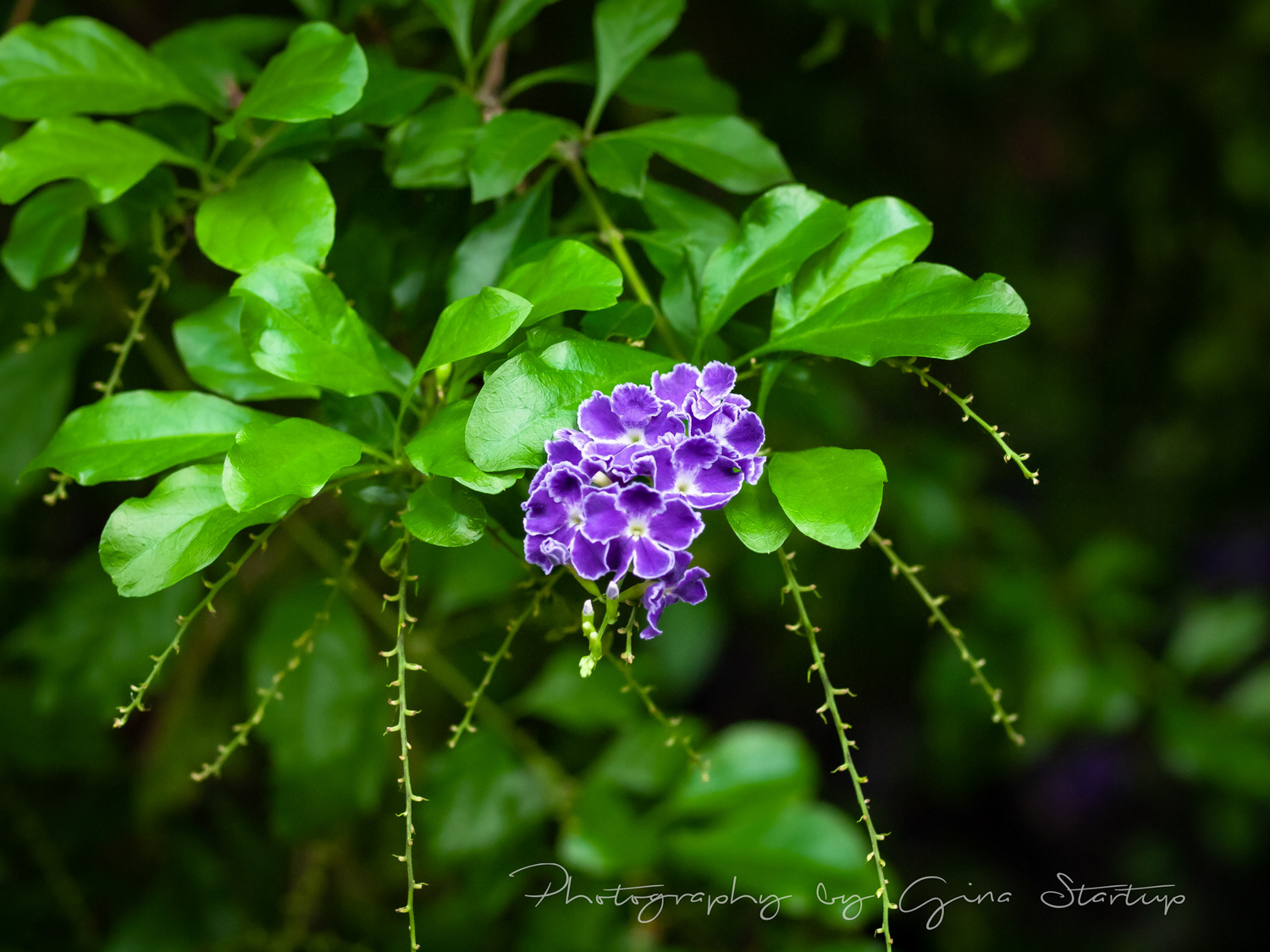 Photography by Gina Startup