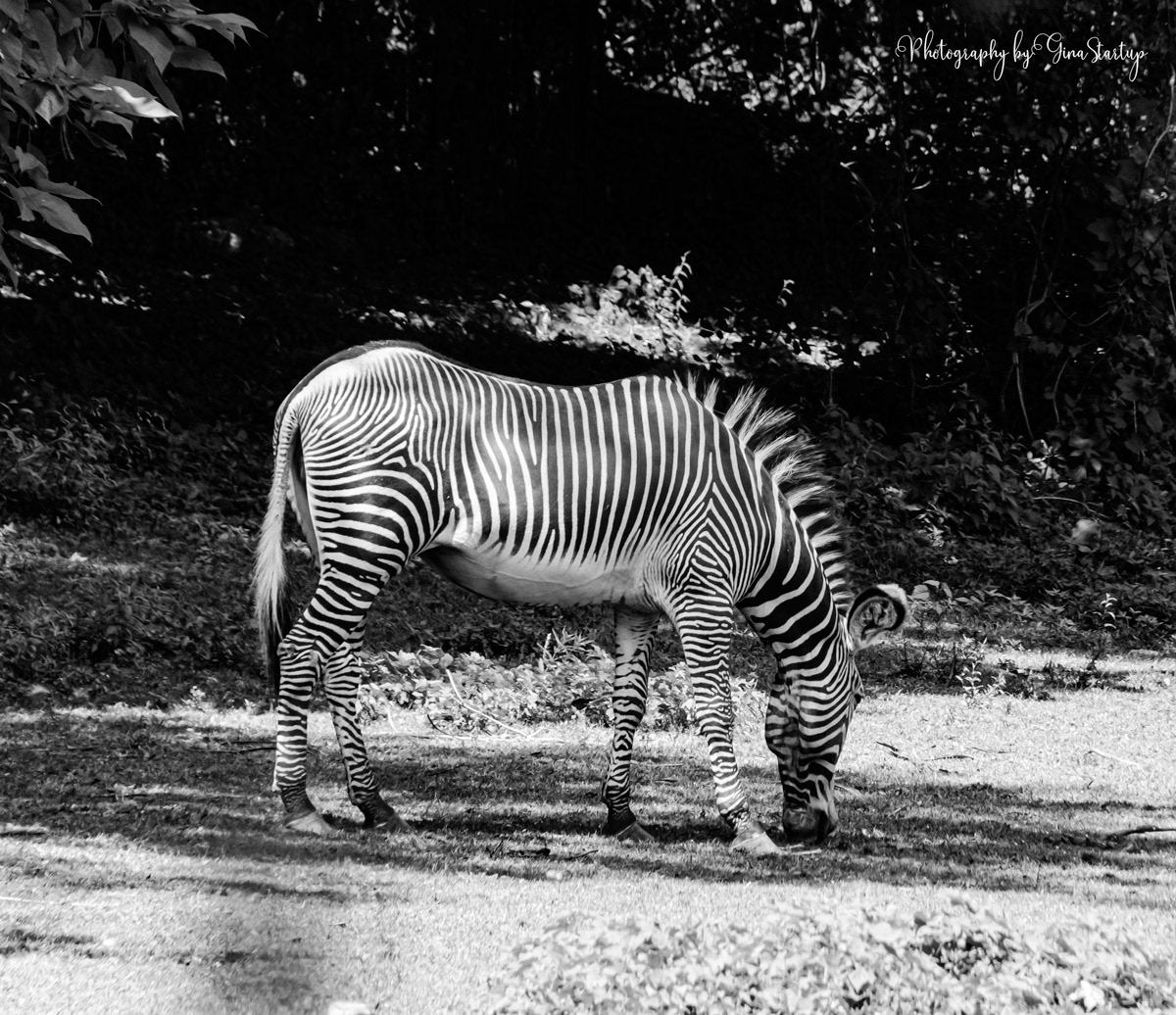 Zebra Head Down