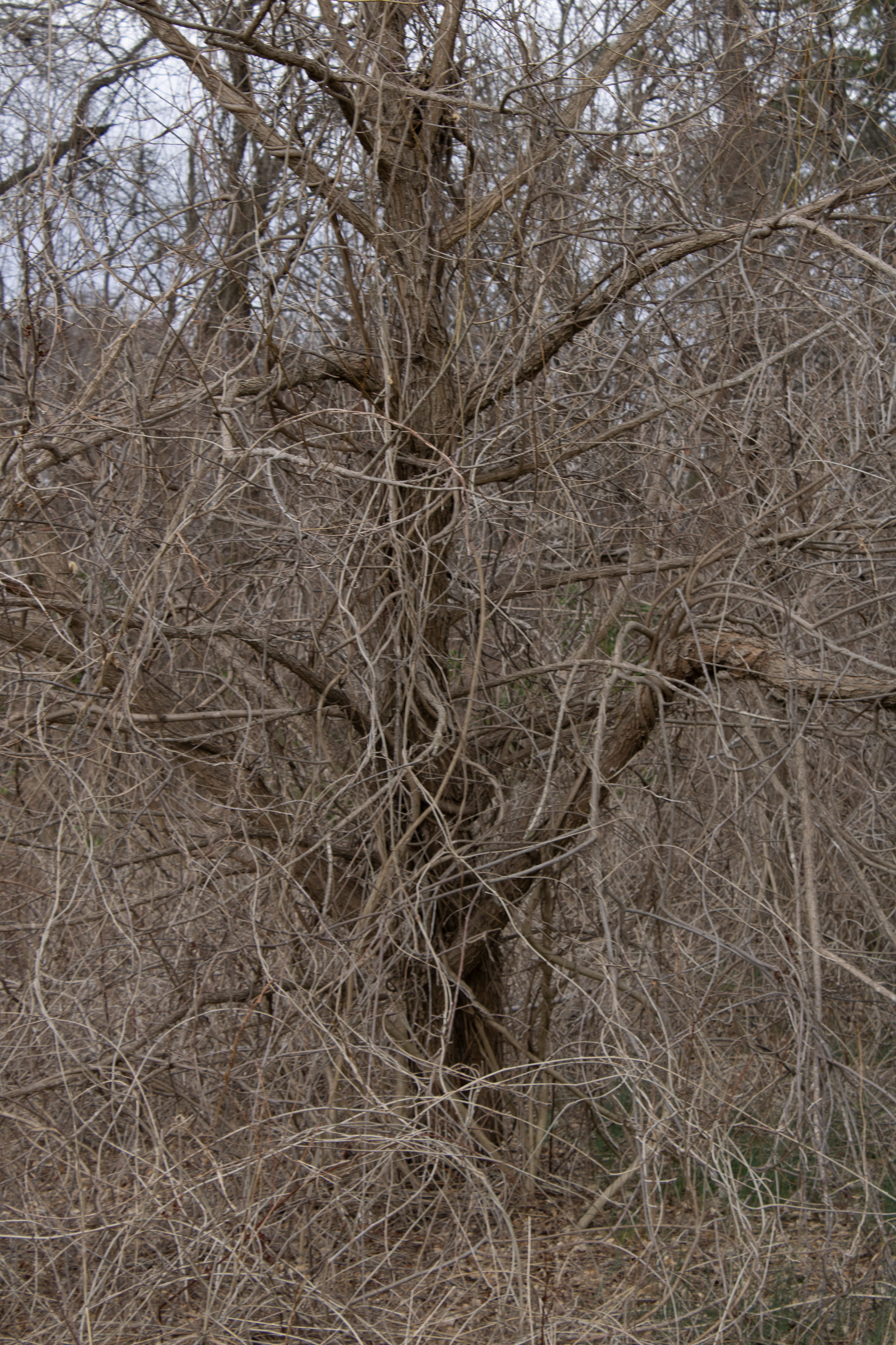 The Boneyard