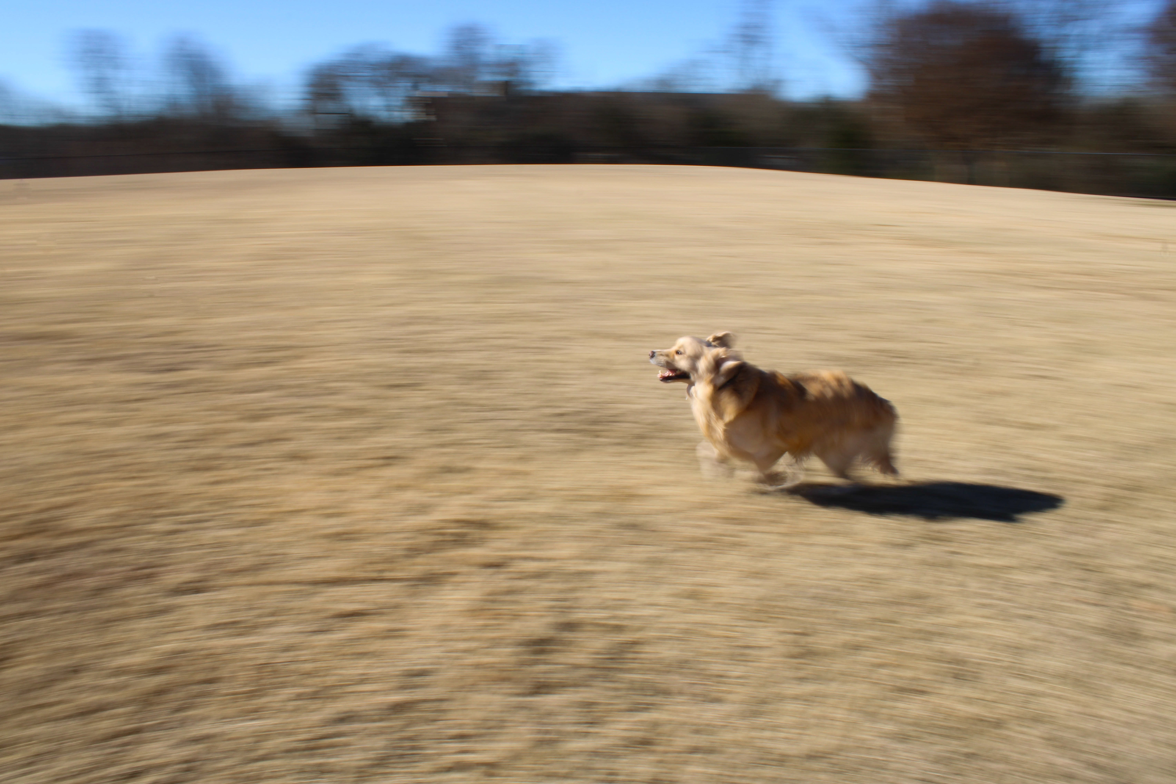 Doggo Go Fast