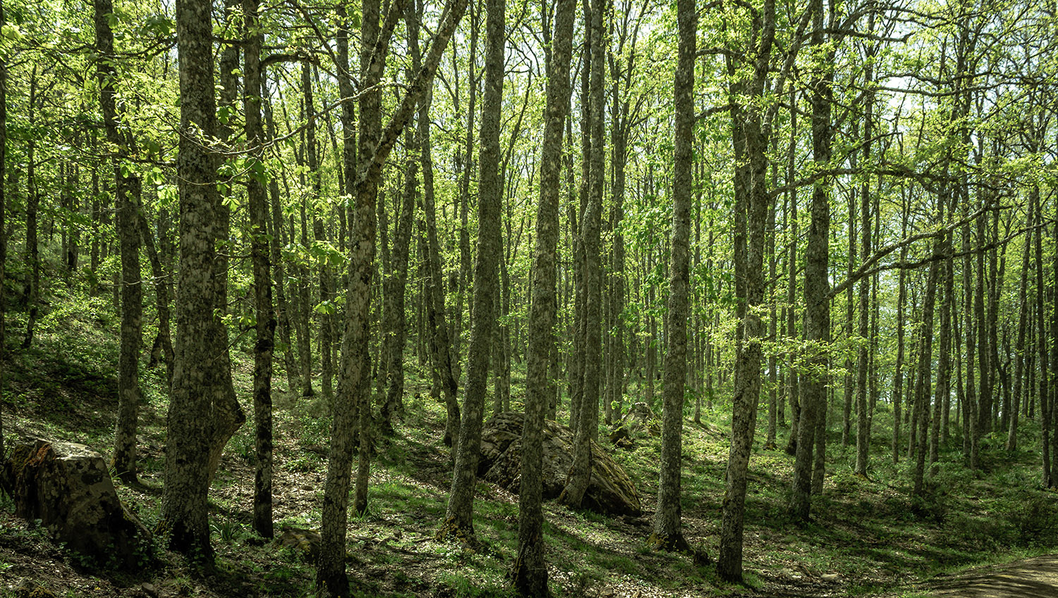 AKFADOU FOREST