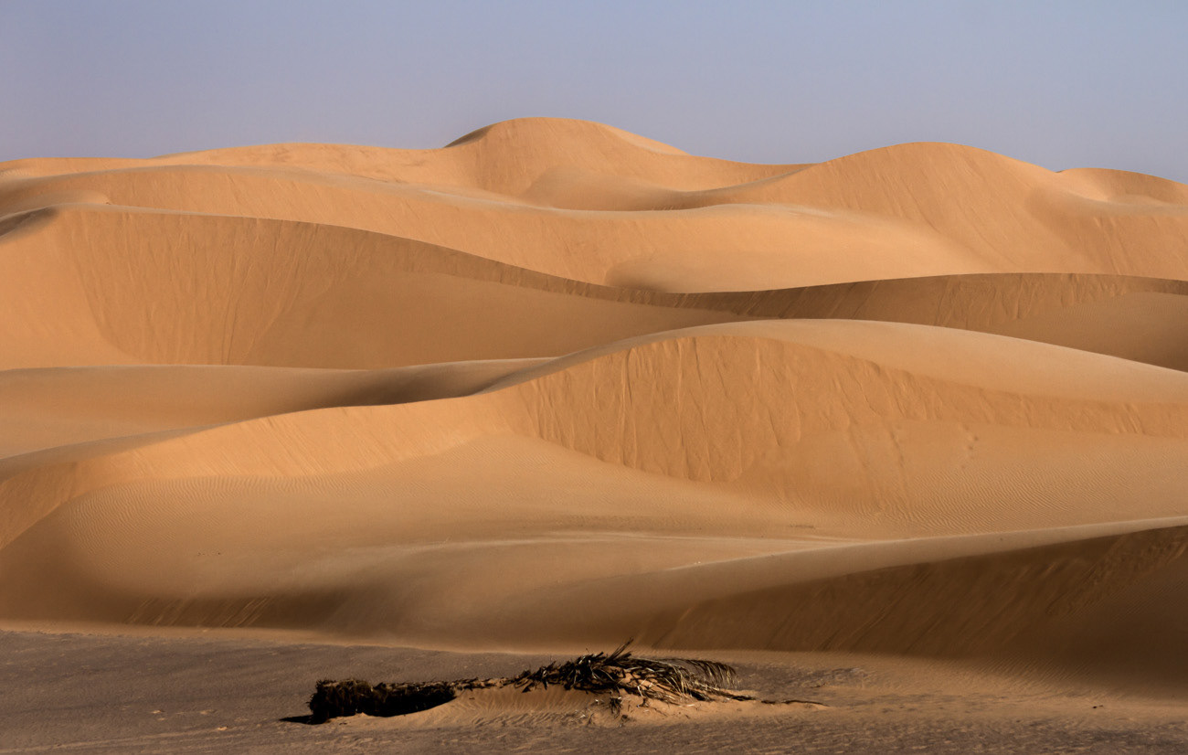 DEAD PALM TREE SURROUNDED BY DUNES IN TIMIMOUN