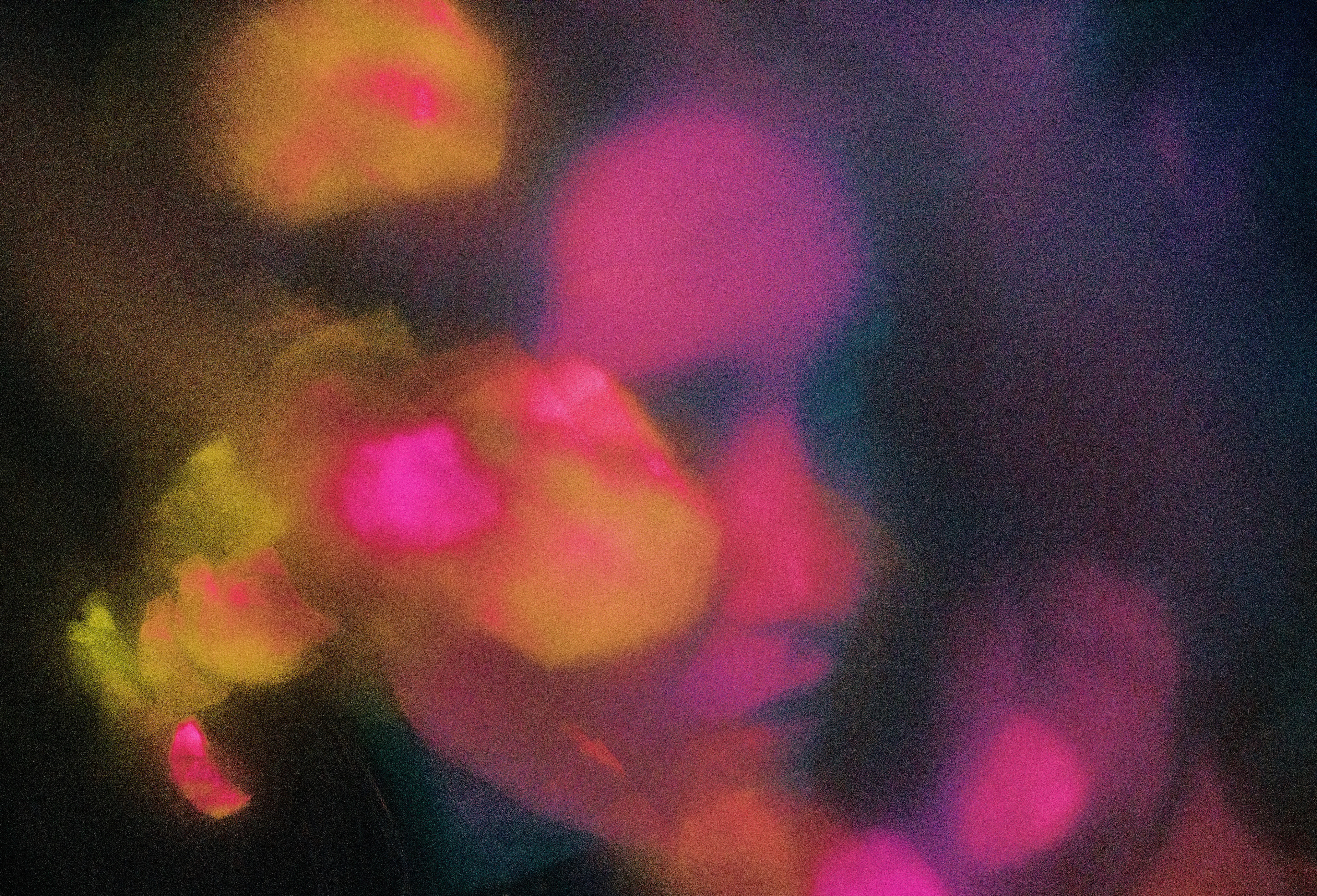 daydream