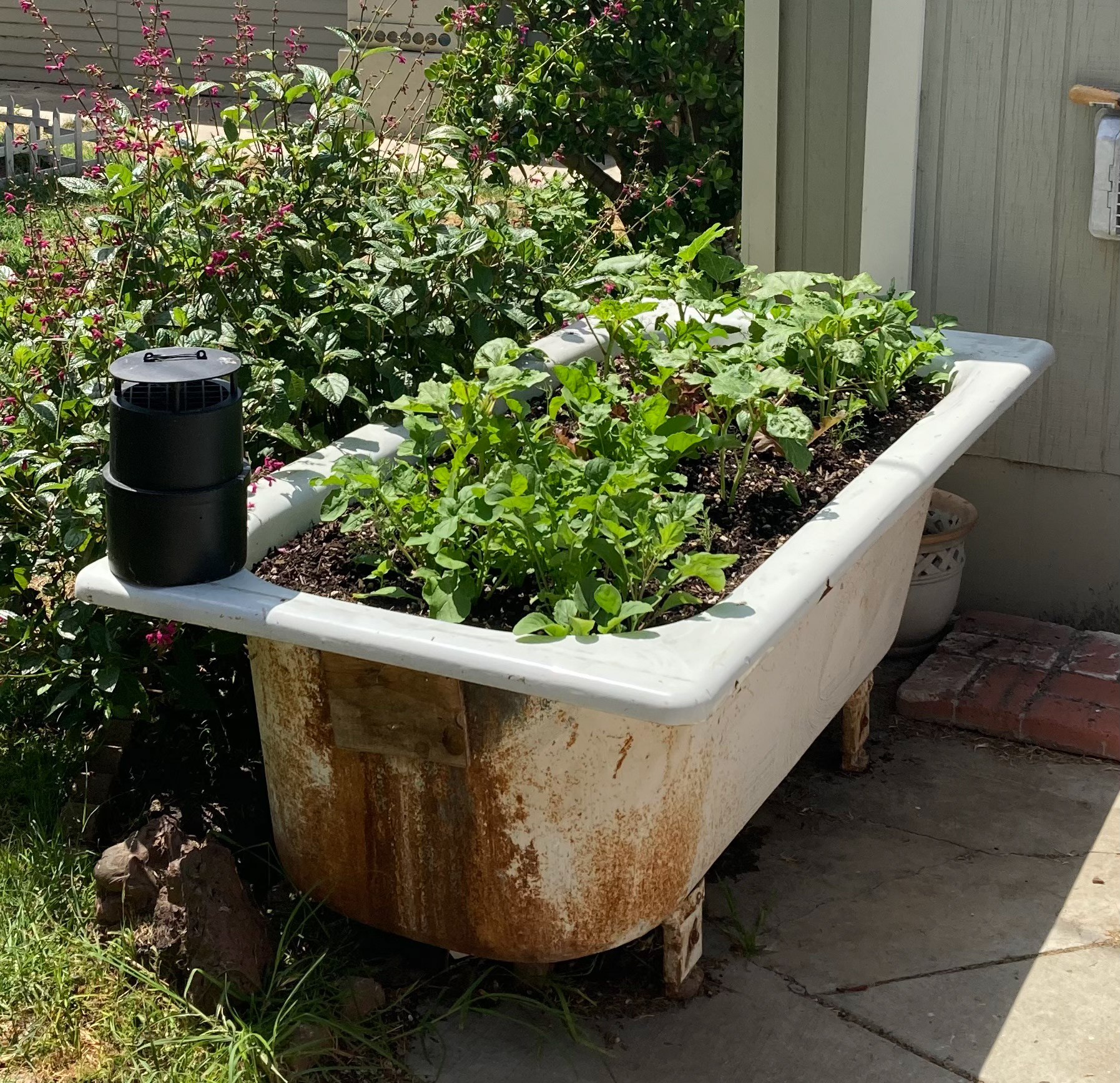Bathtub garden.
