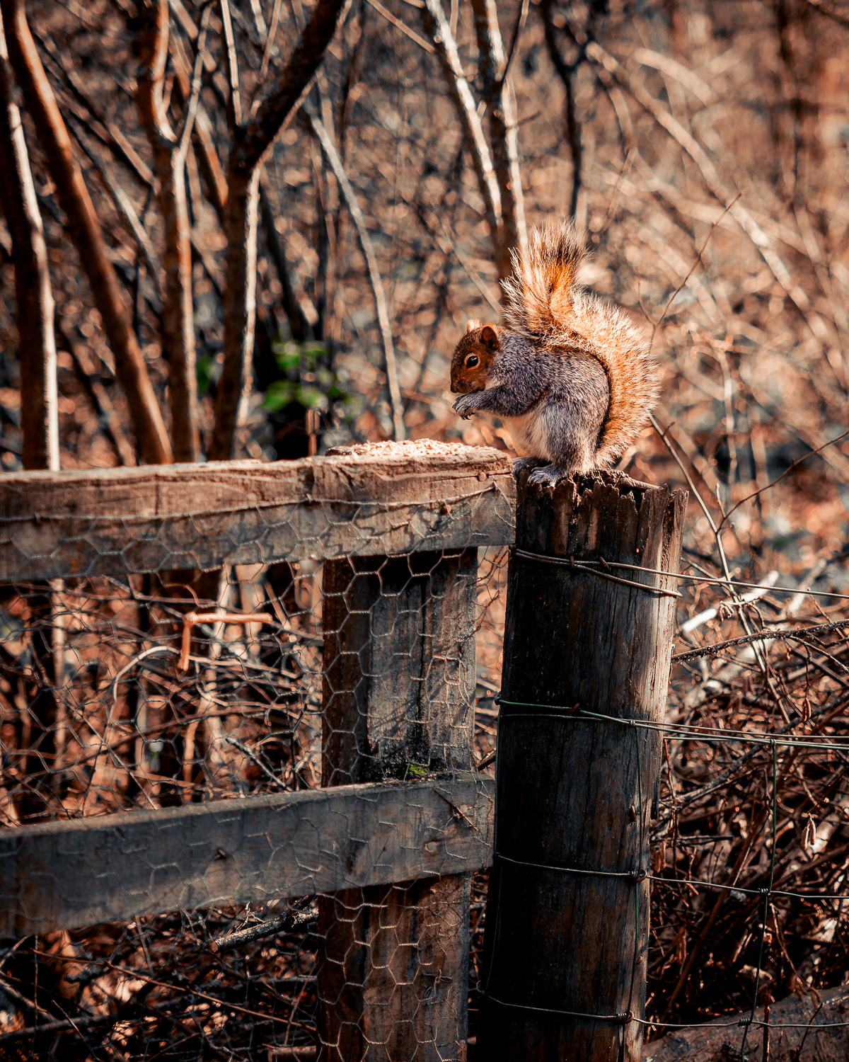 Squirrel in Rushmere Country Park. Photo by Anson Tang.
