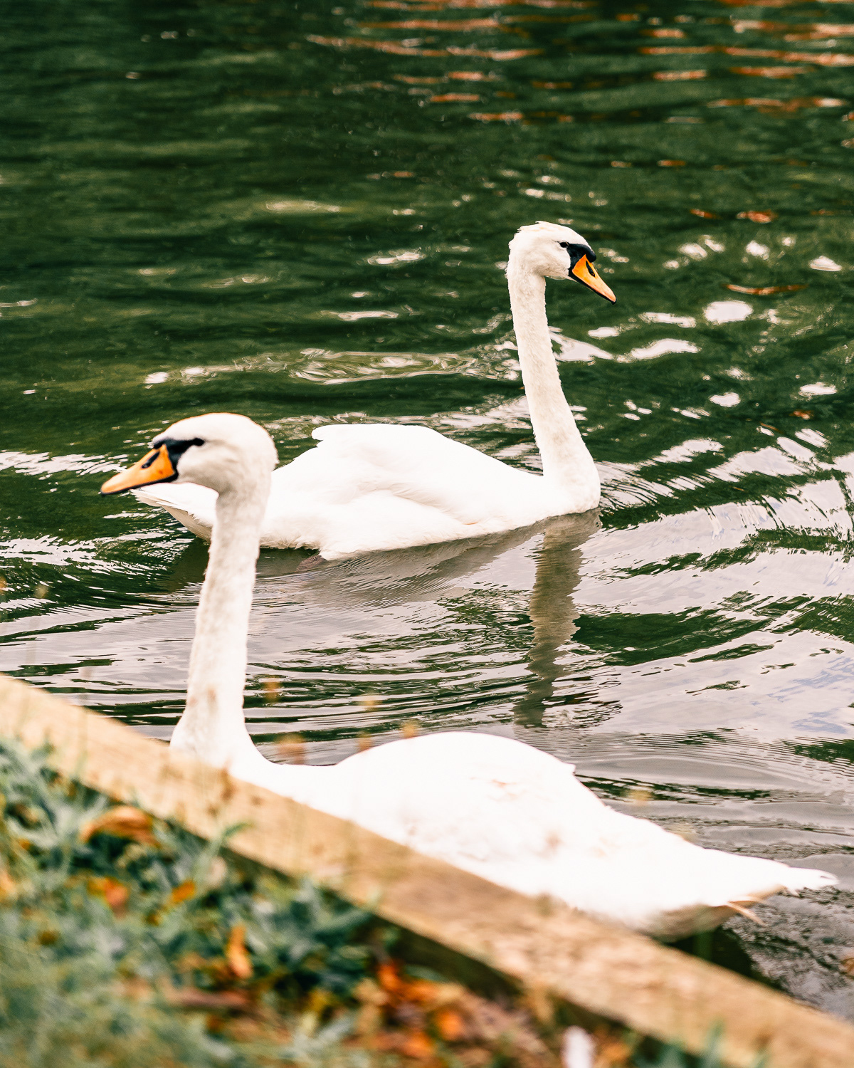 Swans in Bedford River. Photo by Anson Tang.