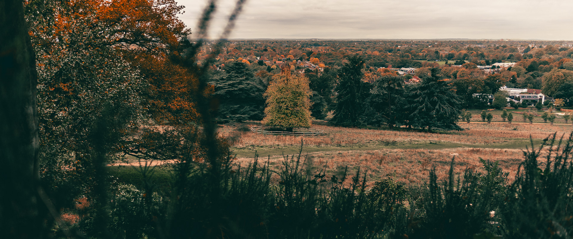 Tree in Richmond Park. London, UK. Photo by Anson Tang.