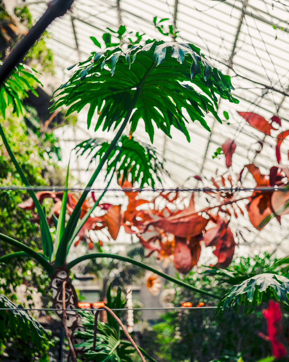 Barbican Conservatory, London. Photo by Anson Tang.