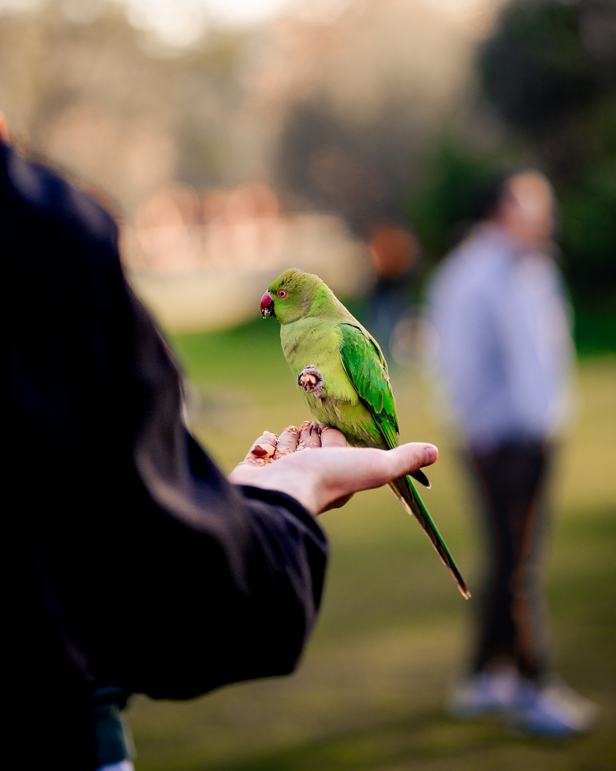 Parakeet in St. James Park, London. Photo by Anson Tang.
