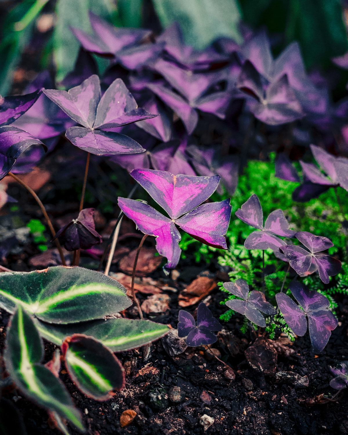 Barbican Conservatory, London. Photo by Anson Tang.