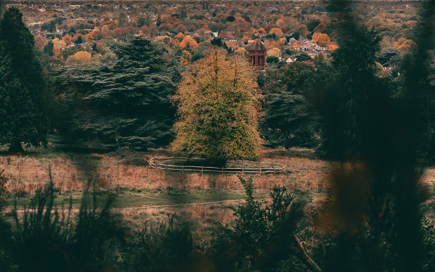 Tree in Richmond Park. London, UK. Photo by Anson Tang.