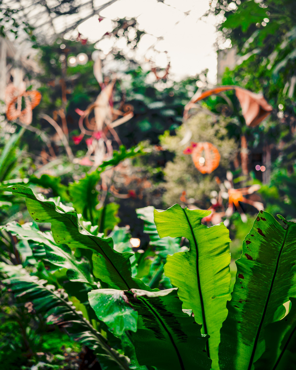 Barbican Conservatory, London. Photo by Anson Tang.