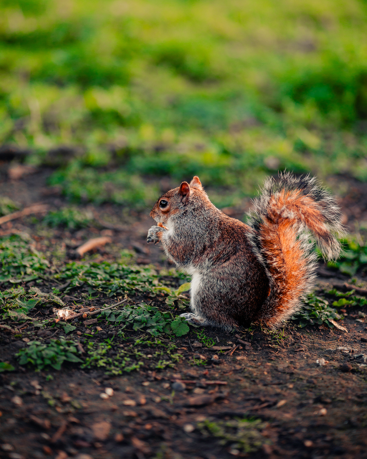 Squirrel in St. James Park, London. Photo by Anson Tang.