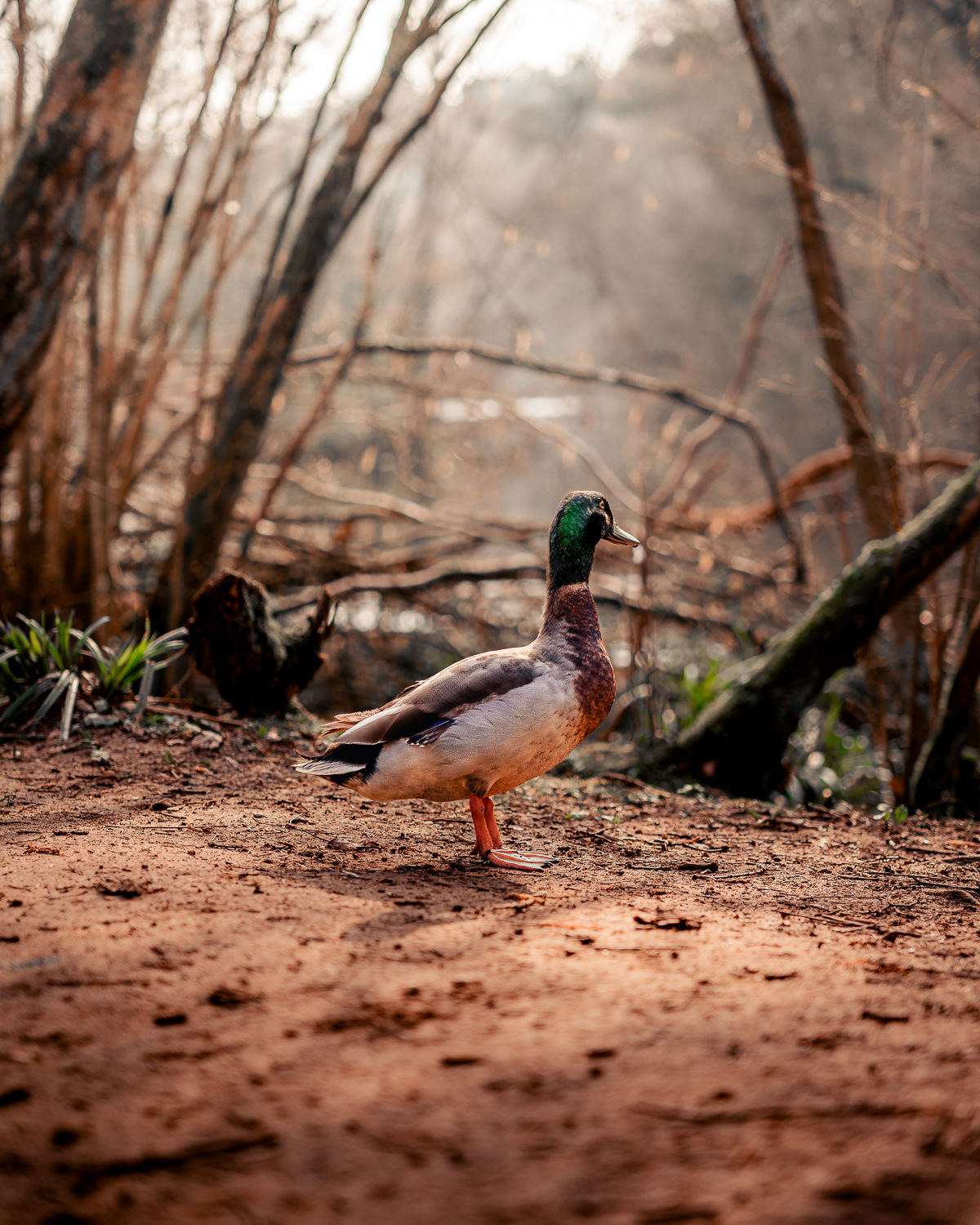 Mallard Duck in Rushmere Country Park. Photo by Anson Tang.