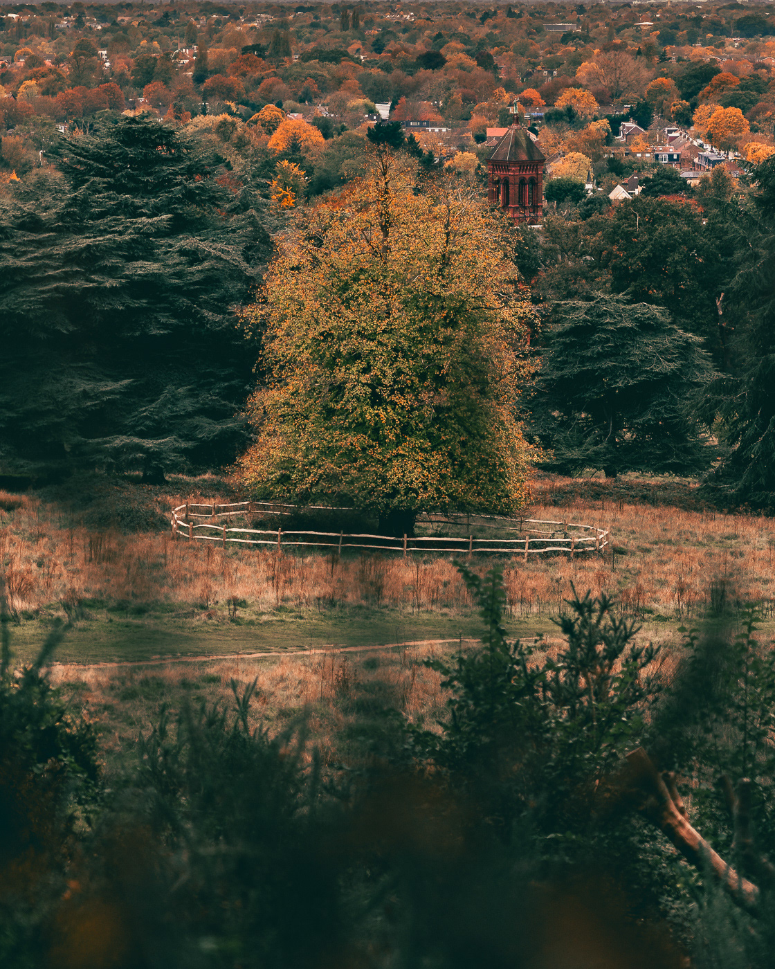 Tree in Richmond Park. London, UK. Photo by Anson Tang.