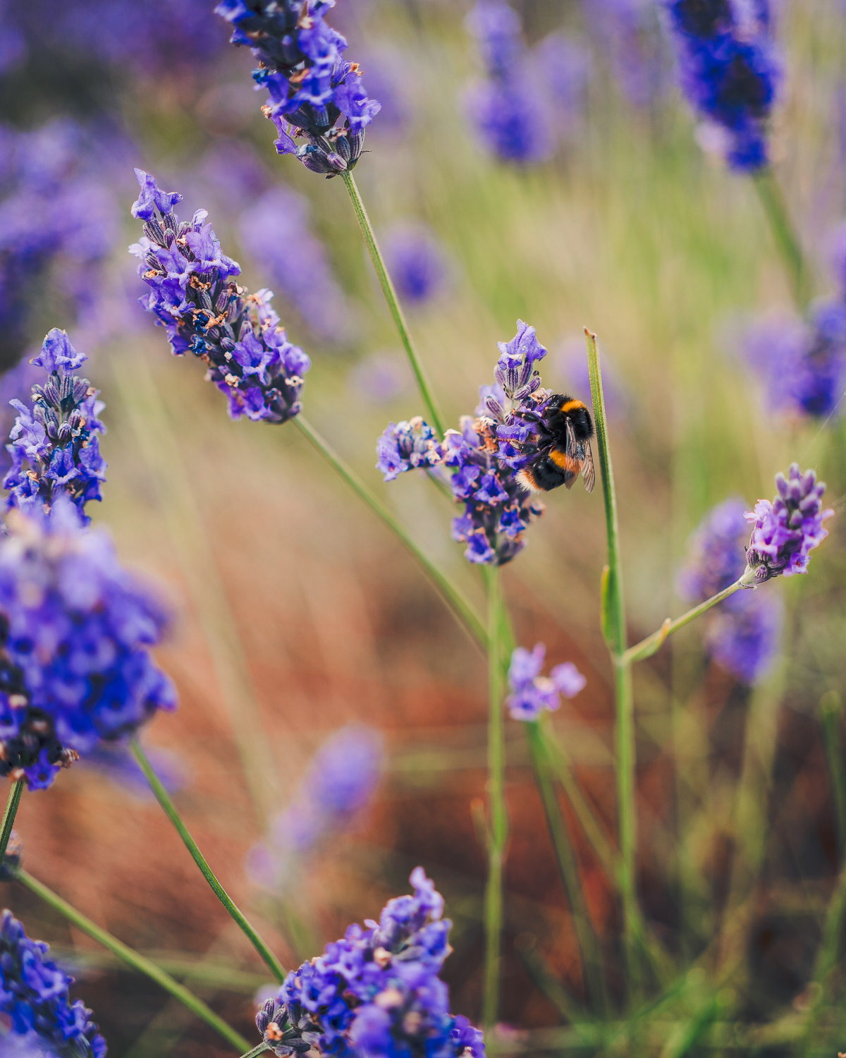 Bumblebee in Hitchin Lavender Farm. Photo by Anson Tang.