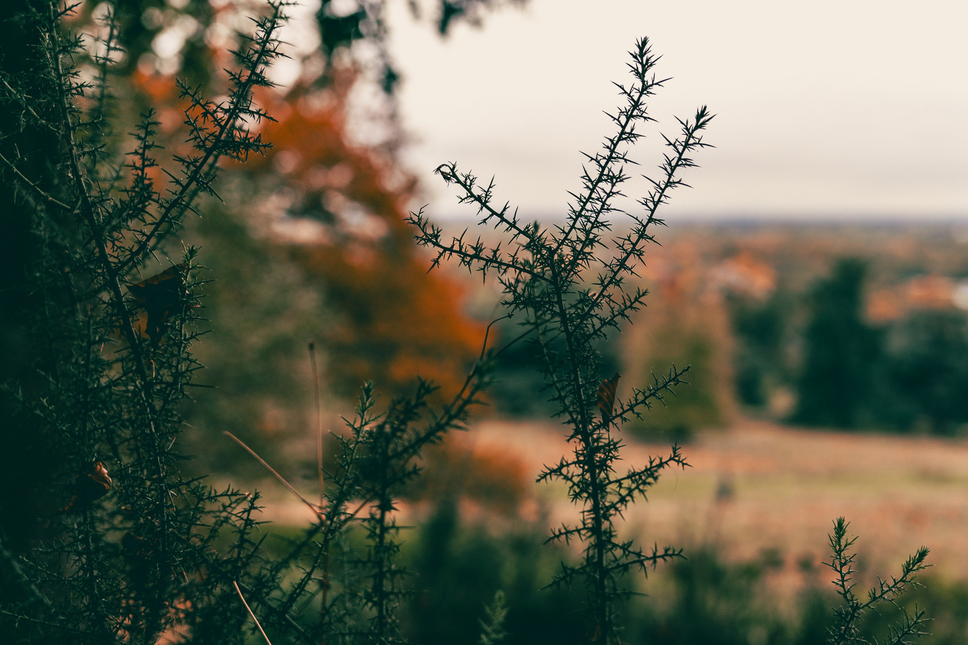 Plant in Richmond Park. London, UK. Photo by Anson Tang.