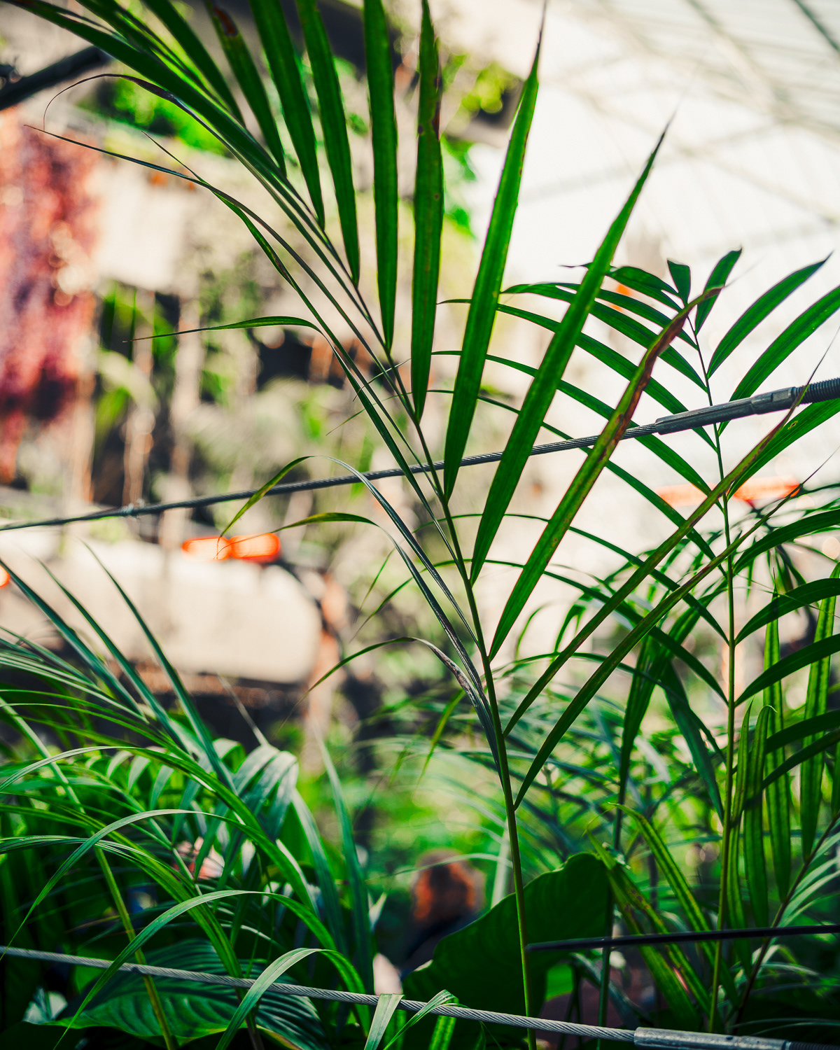 Barbican Conservatory, London. Photo by Anson Tang.