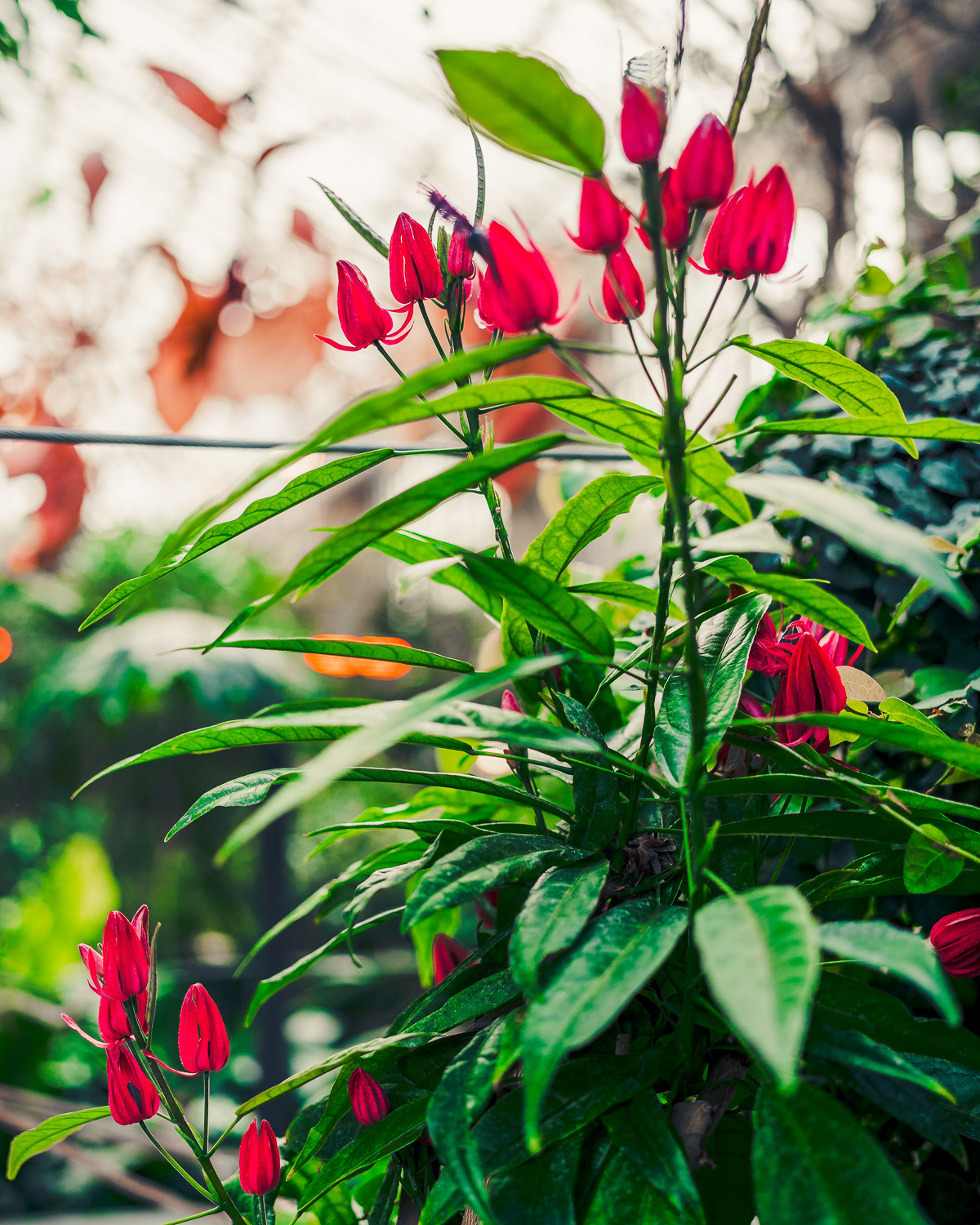 Barbican Conservatory, London. Photo by Anson Tang.