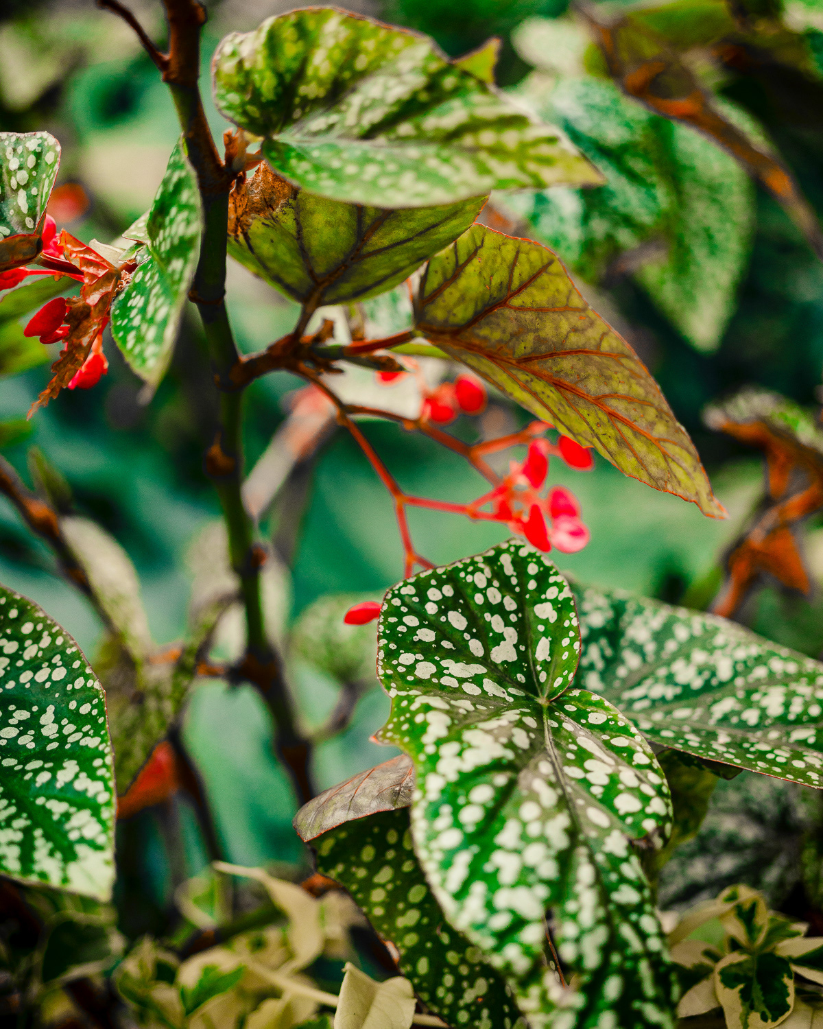 Barbican Conservatory, London. Photo by Anson Tang.