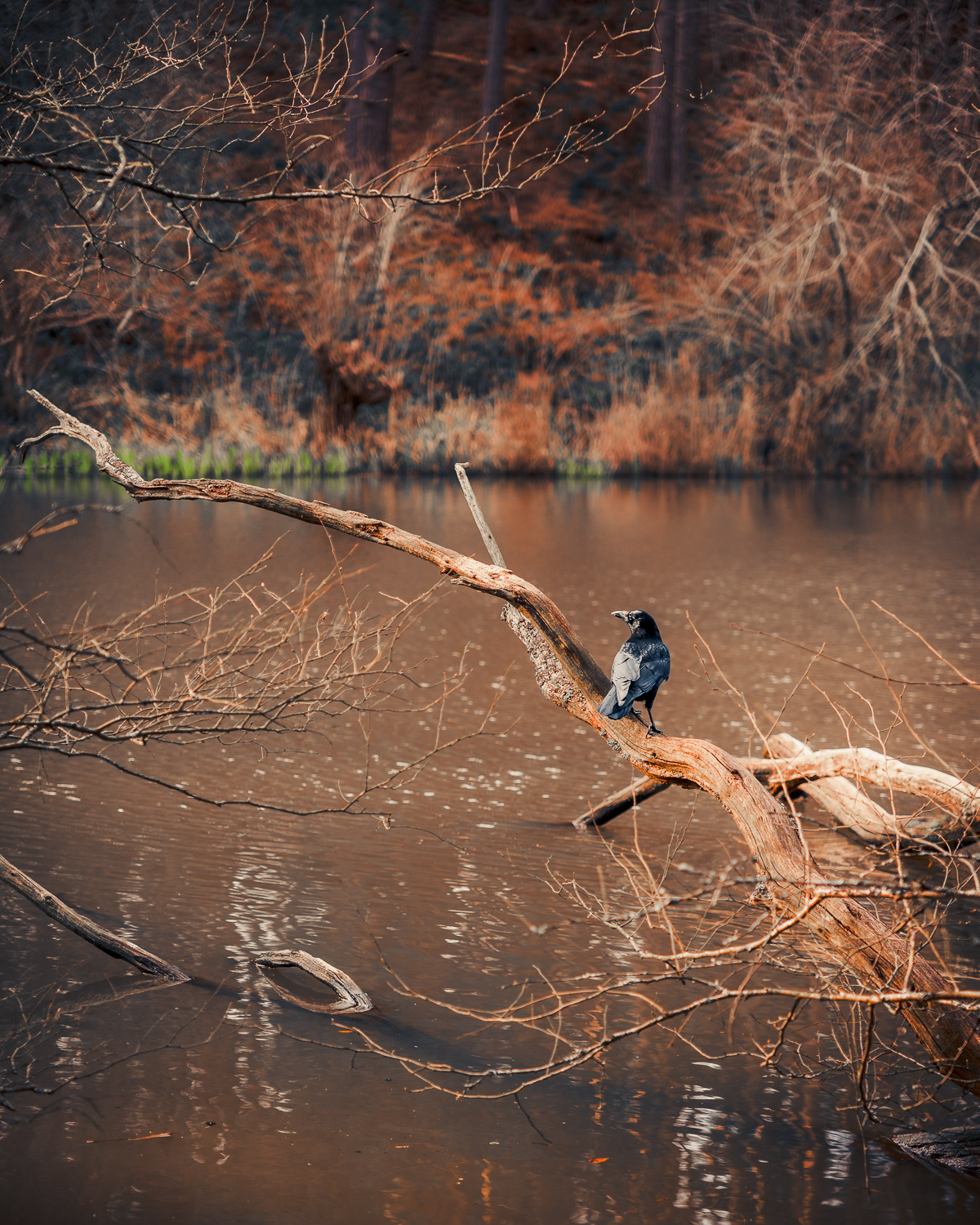 Crow in Rushmere Country Park. Photo by Anson Tang.