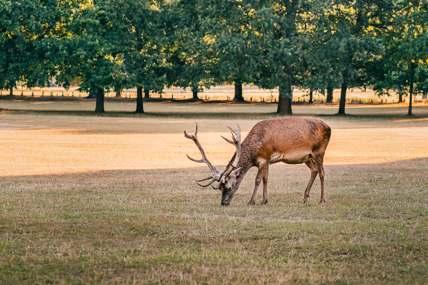Deer in Wollaton Hall and Deer Park, Nottingham. Photo by Anson Tang.