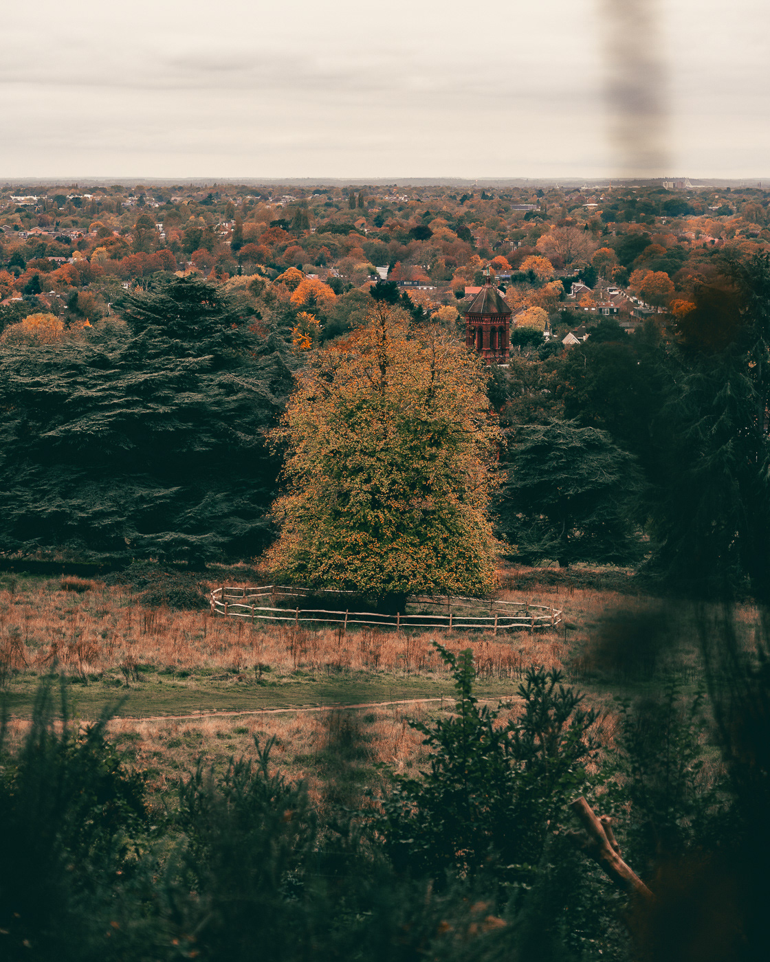 Tree in Richmond Park. London, UK. Photo by Anson Tang.