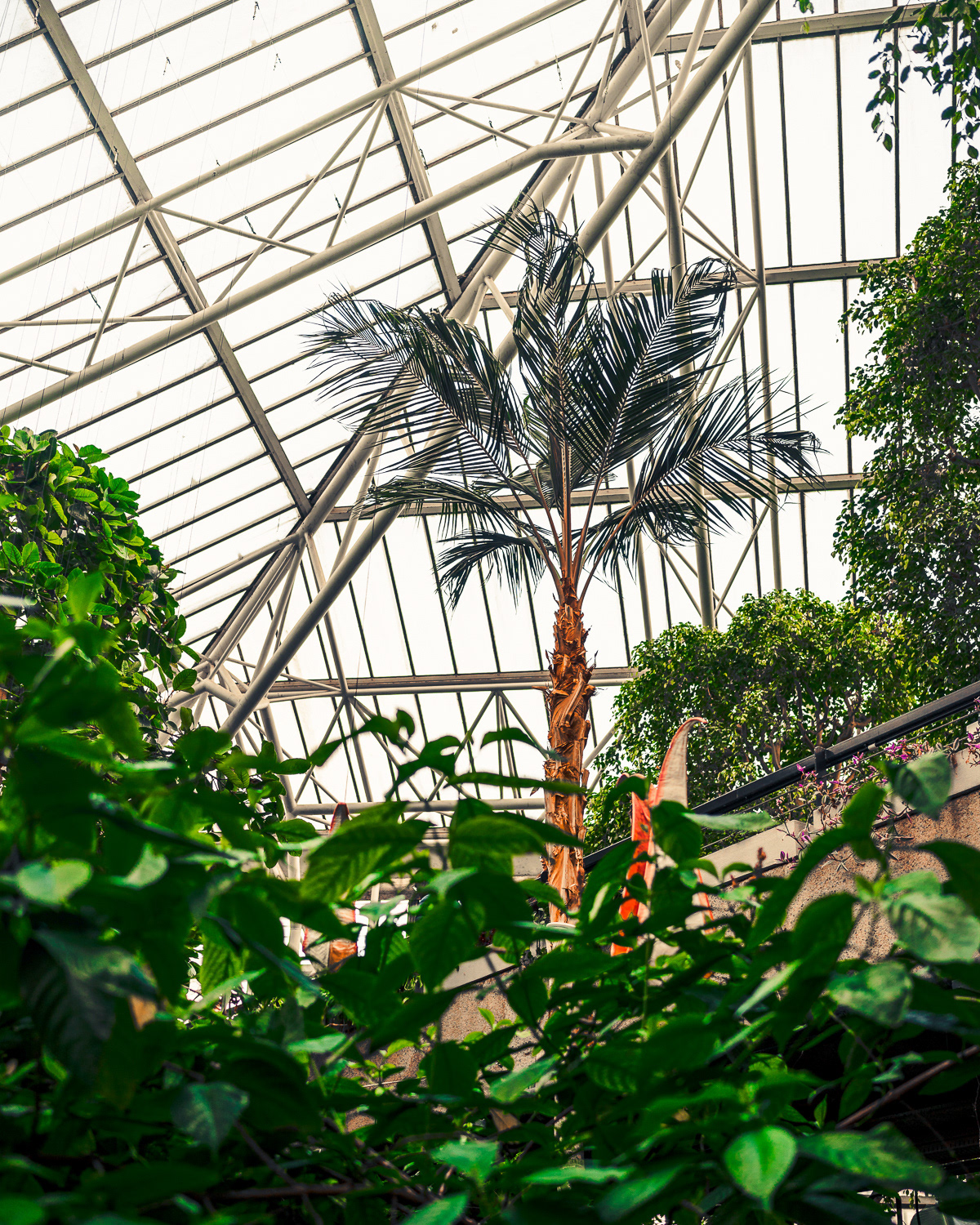 Barbican Conservatory, London. Photo by Anson Tang.